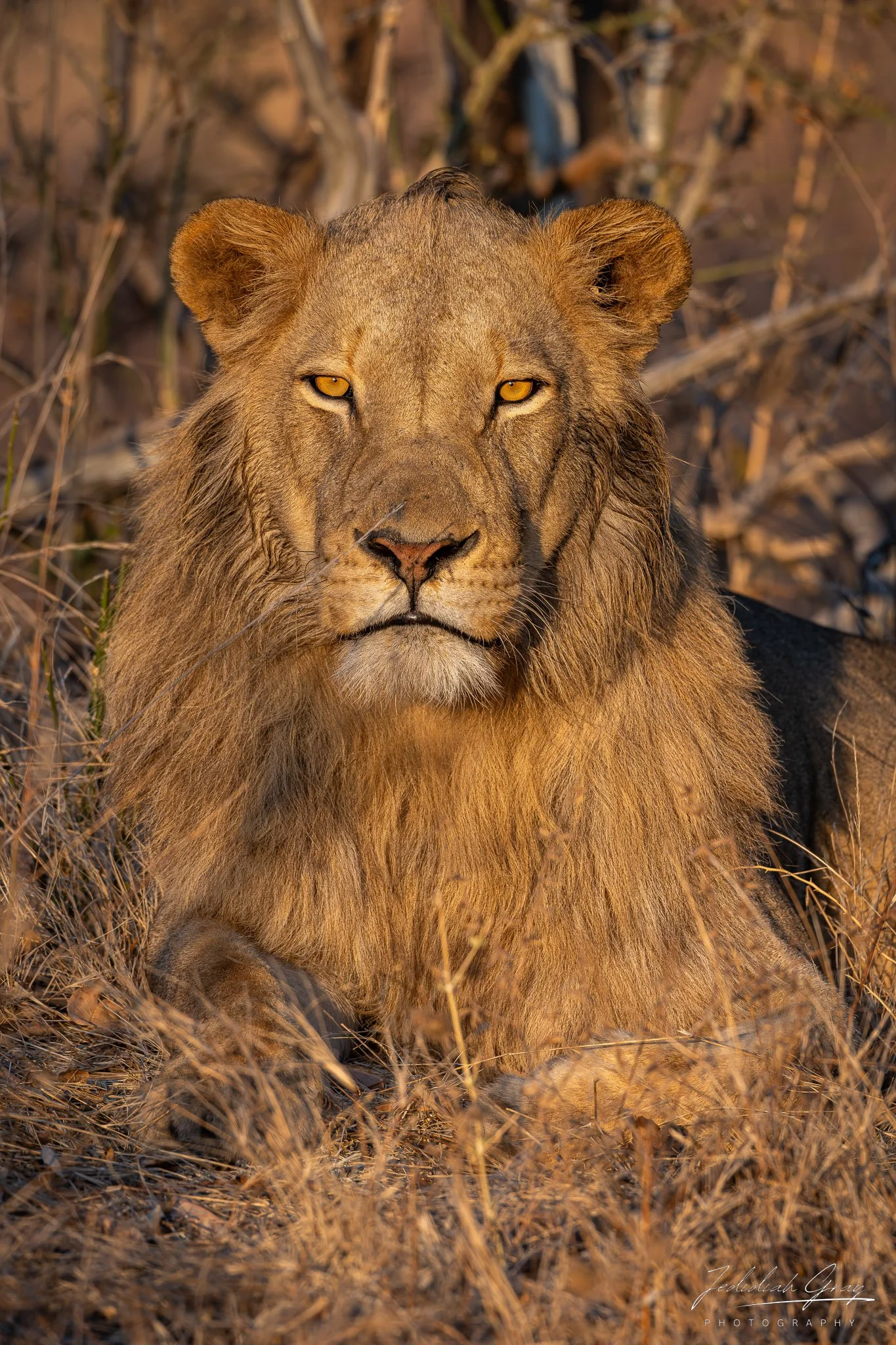 jedidiah-gray_zambia-lion_01.jpg