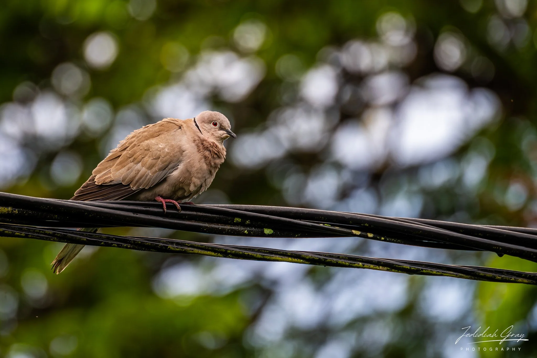 DSC_1301-Enhanced-NR.jpg