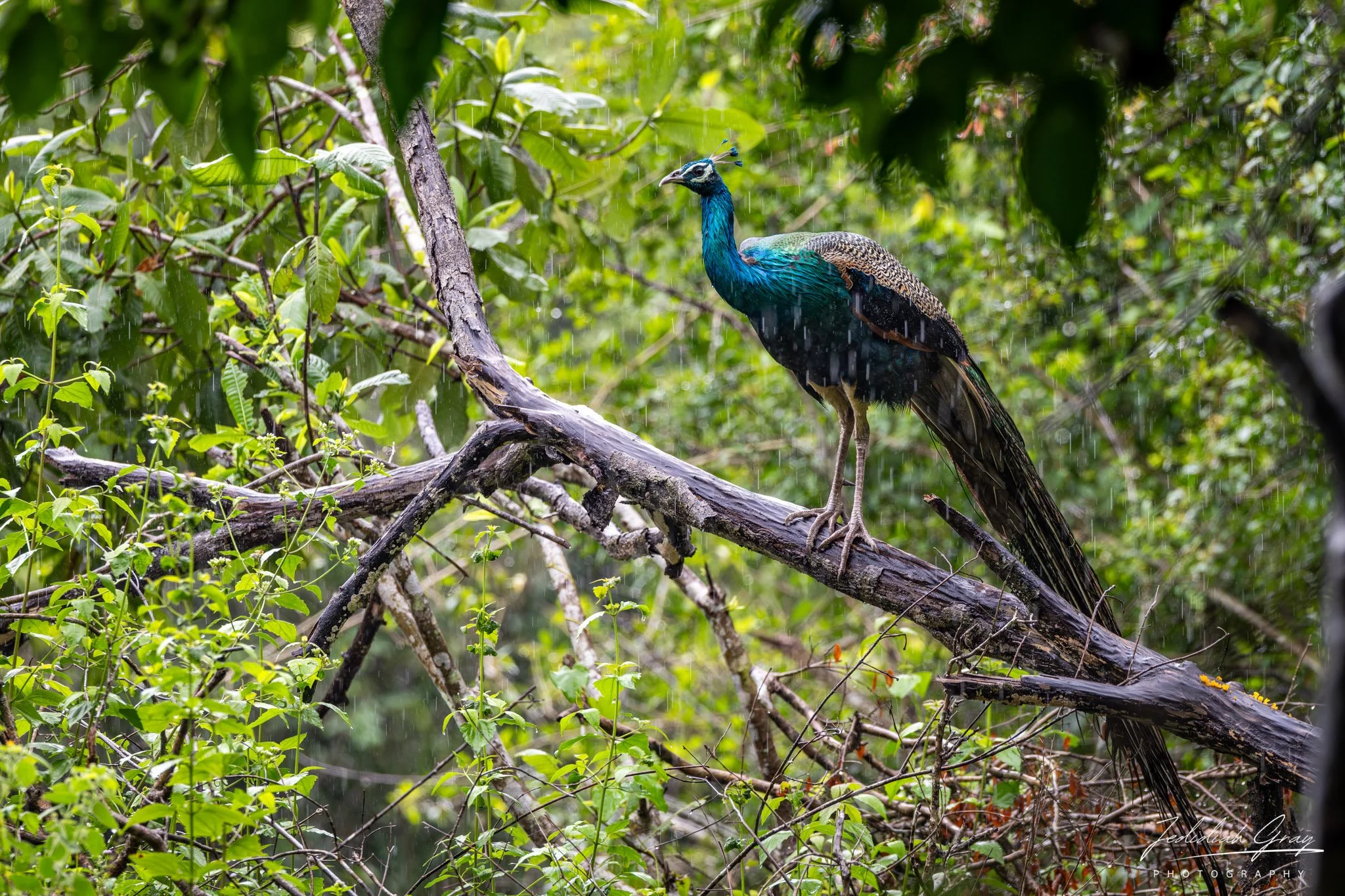 DSC_4010.jpg