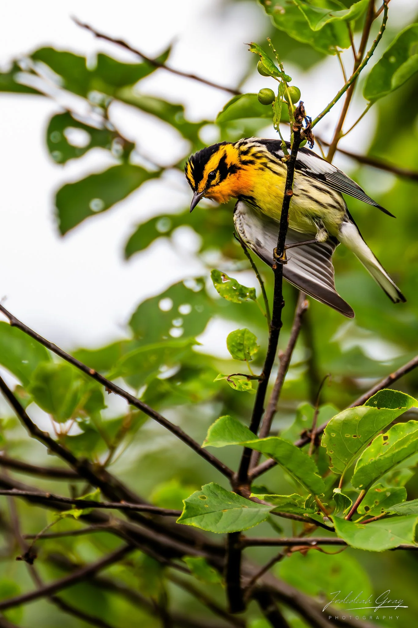 jedidiah-gray_vermont-blackburnian-warbler-stretch_01.jpg
