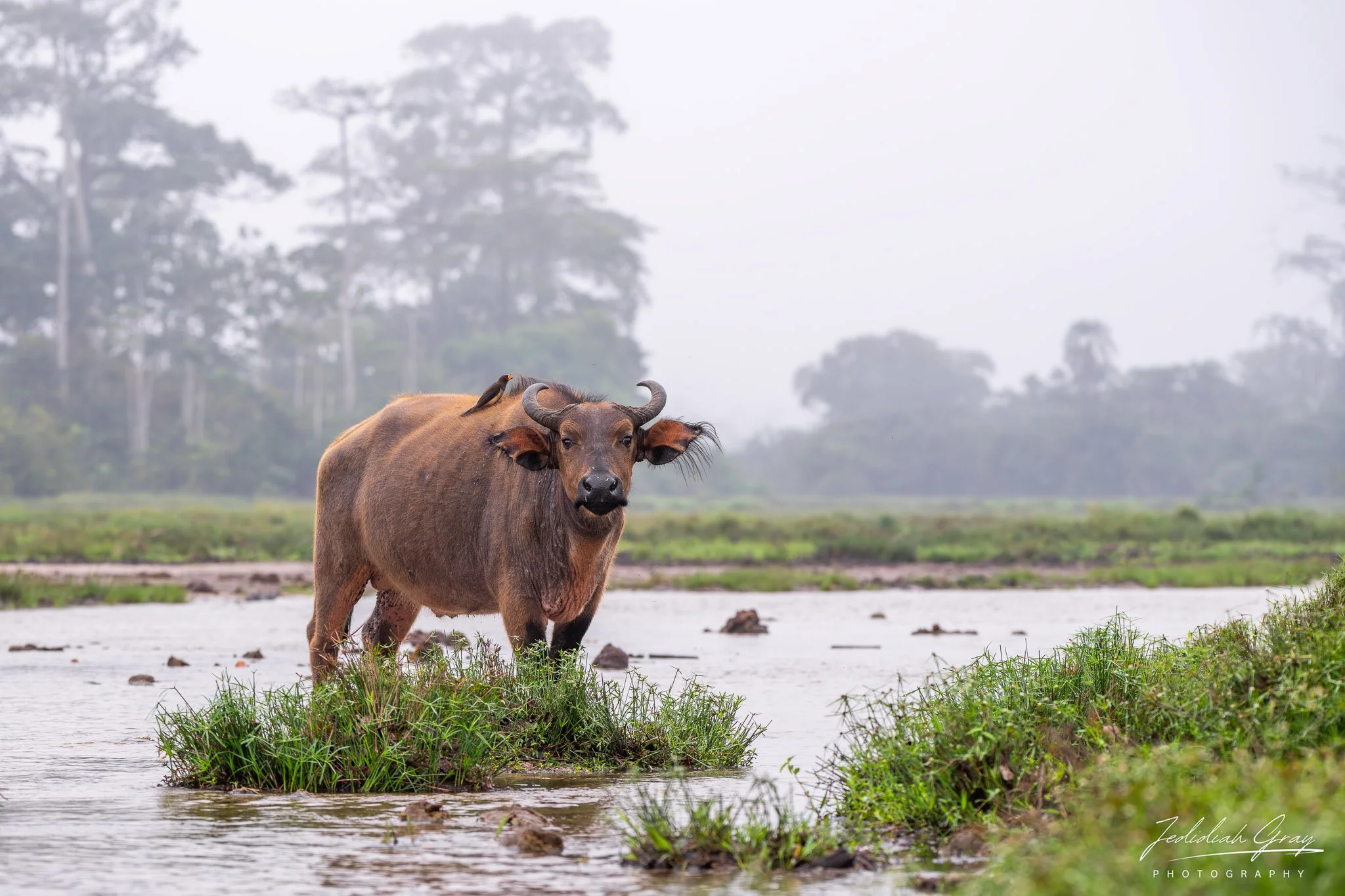 An African forest buffalo in the Lango Bai in  Odzala-Kokoua National Park