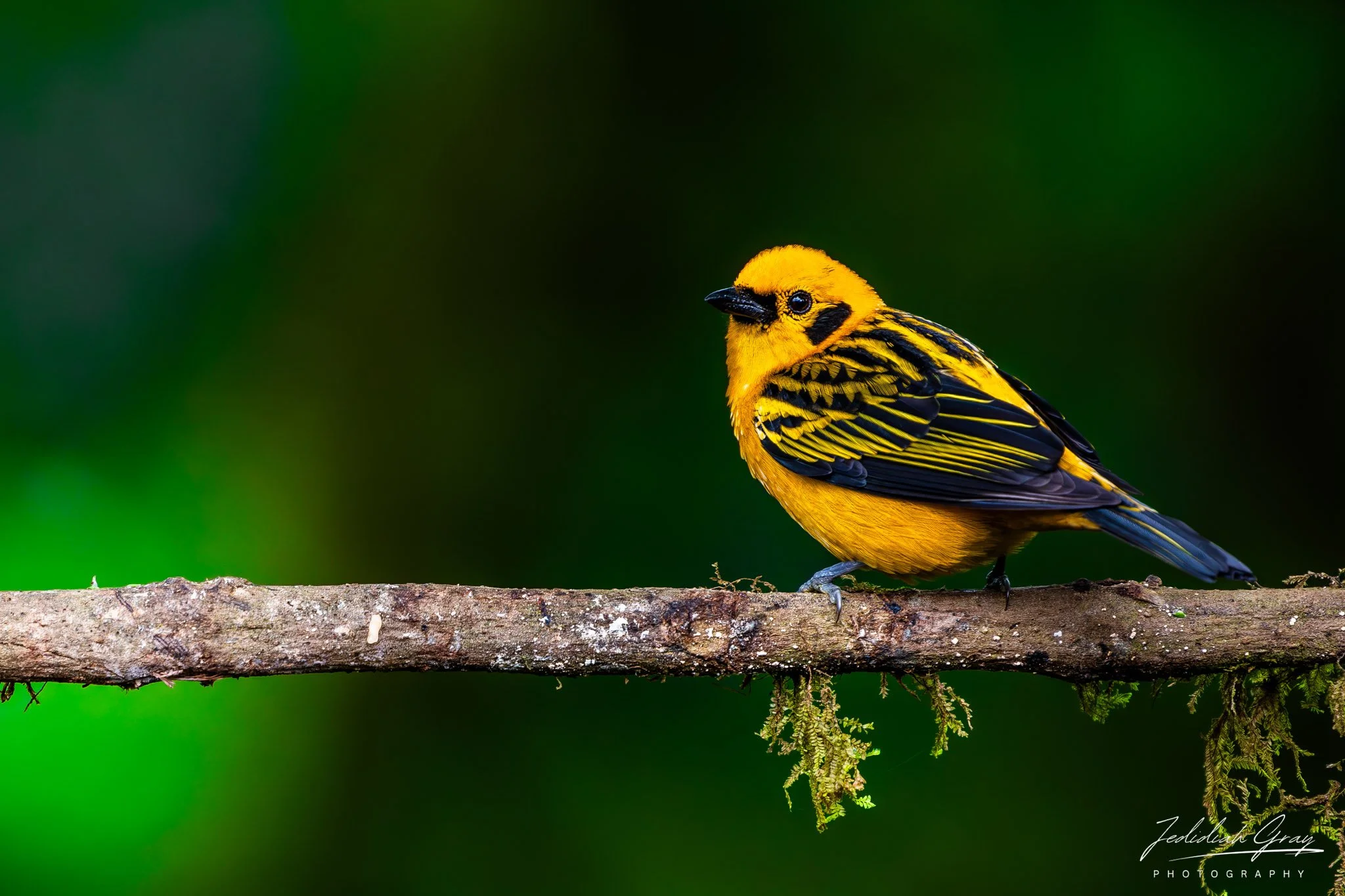 Golden Tanager, Ecuador