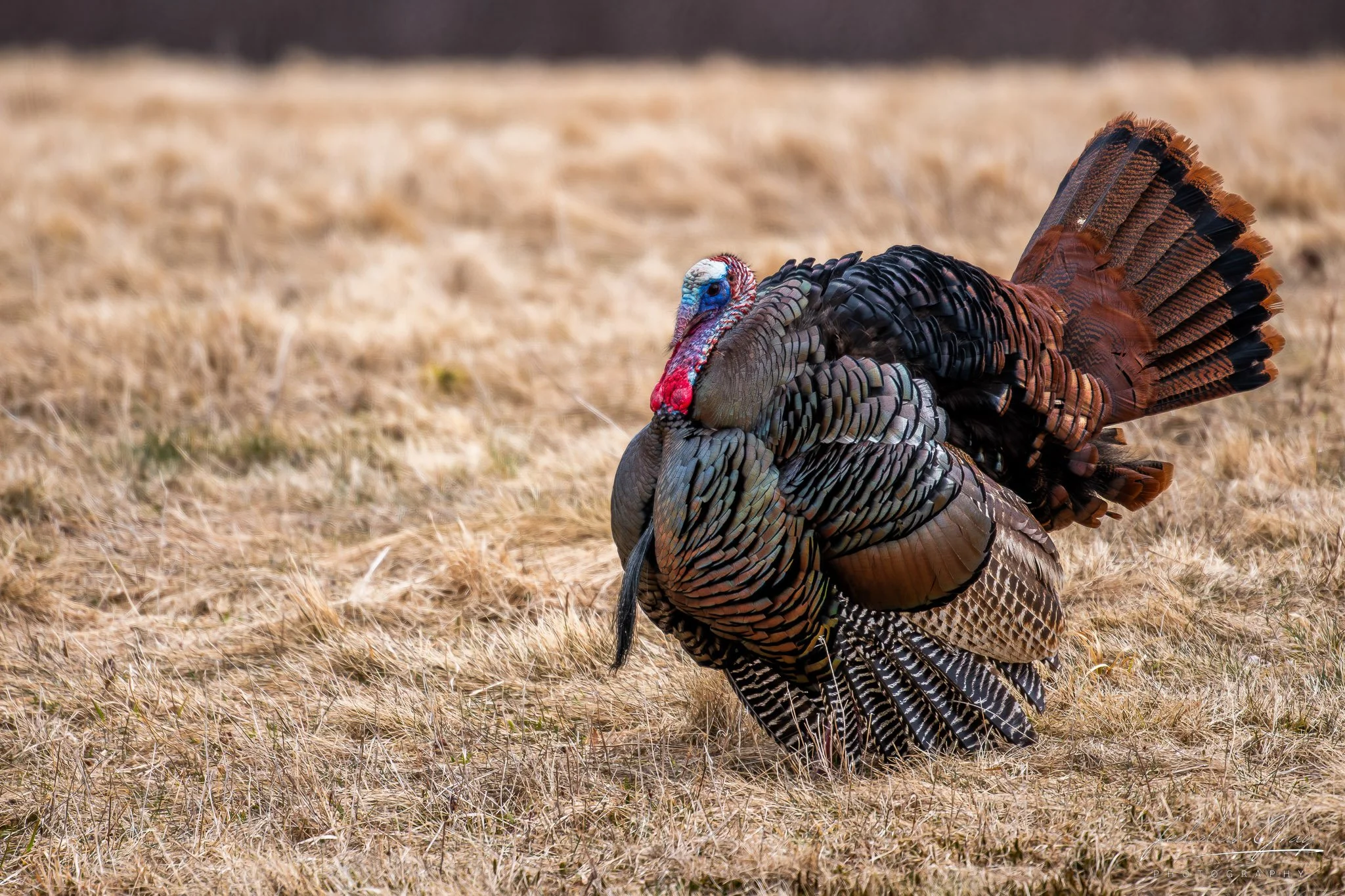 jedidiah-gray_vermont-male-turkey_01.jpg