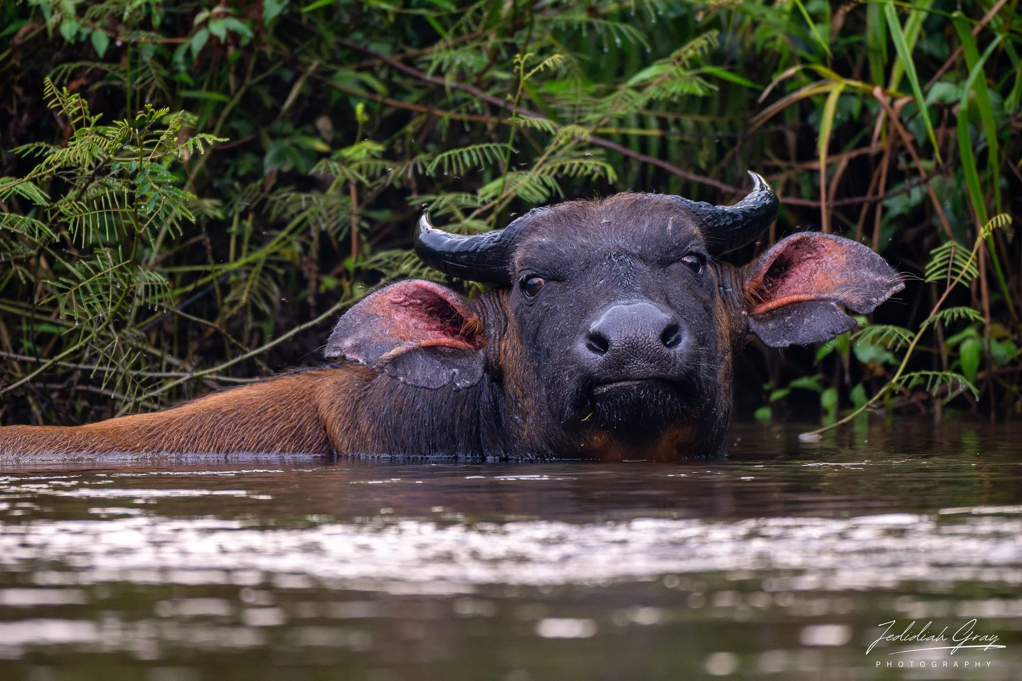 A forest buffalo partially submerged in a river in Odzala-Kokoua National Park
