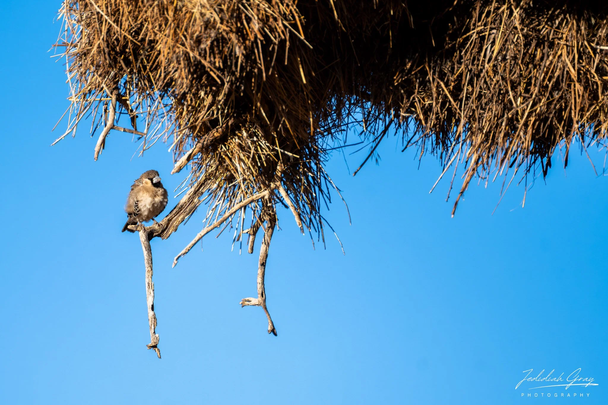 Sociable Weaver, Namibia