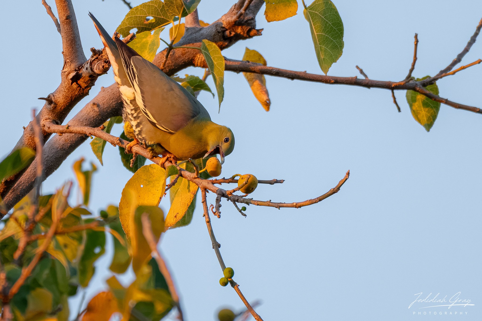 Madagascar Green-Pigeon eating figs