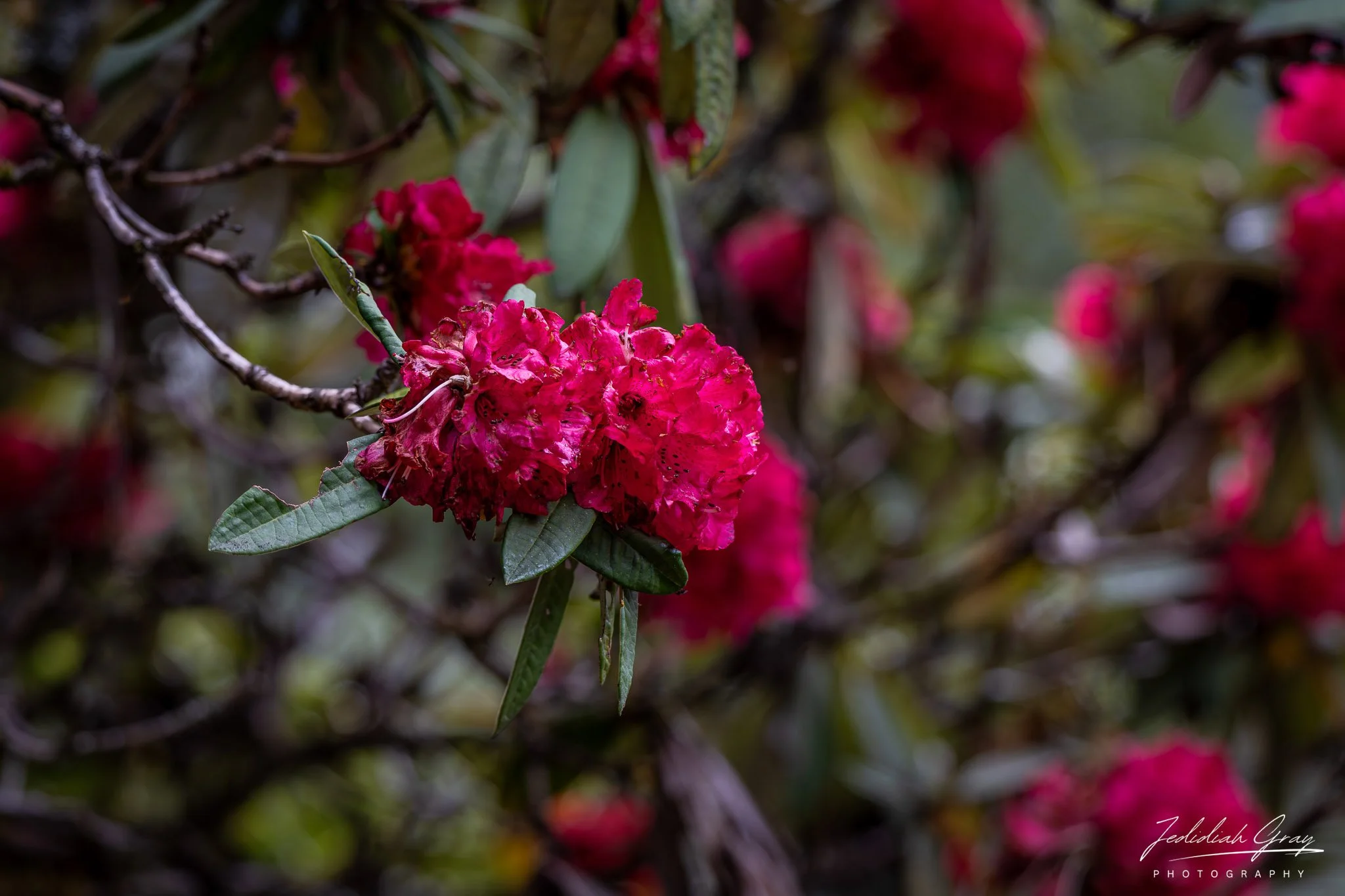 DSC_7455.jpg