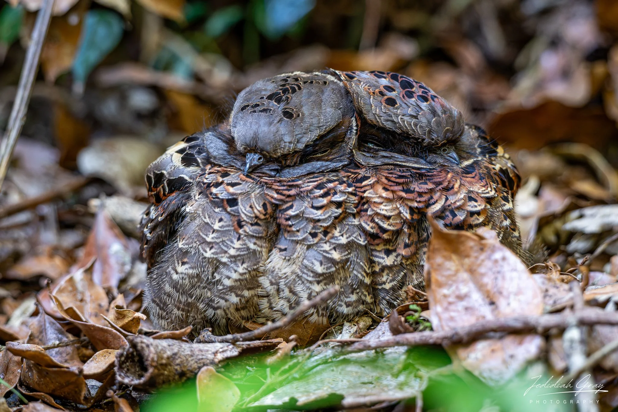 Collared Nightjars sleeping on the rainforest floor