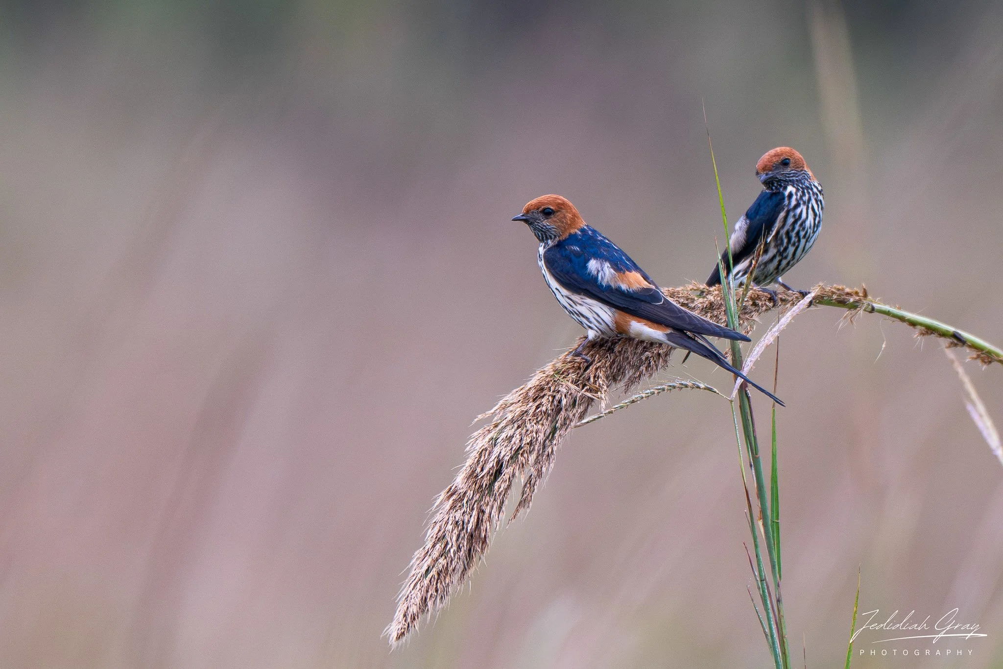 Lesser Striped Swallows