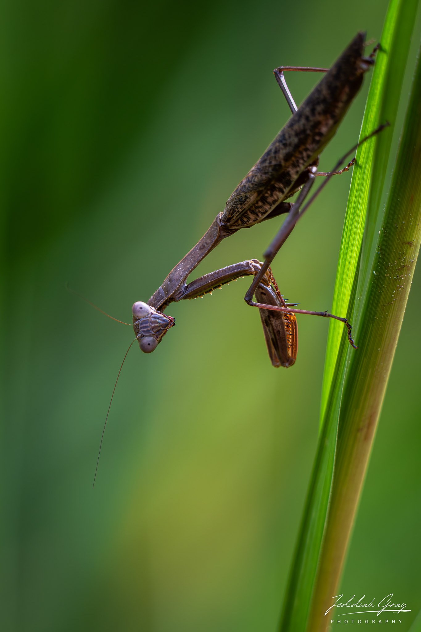 Praying mantis