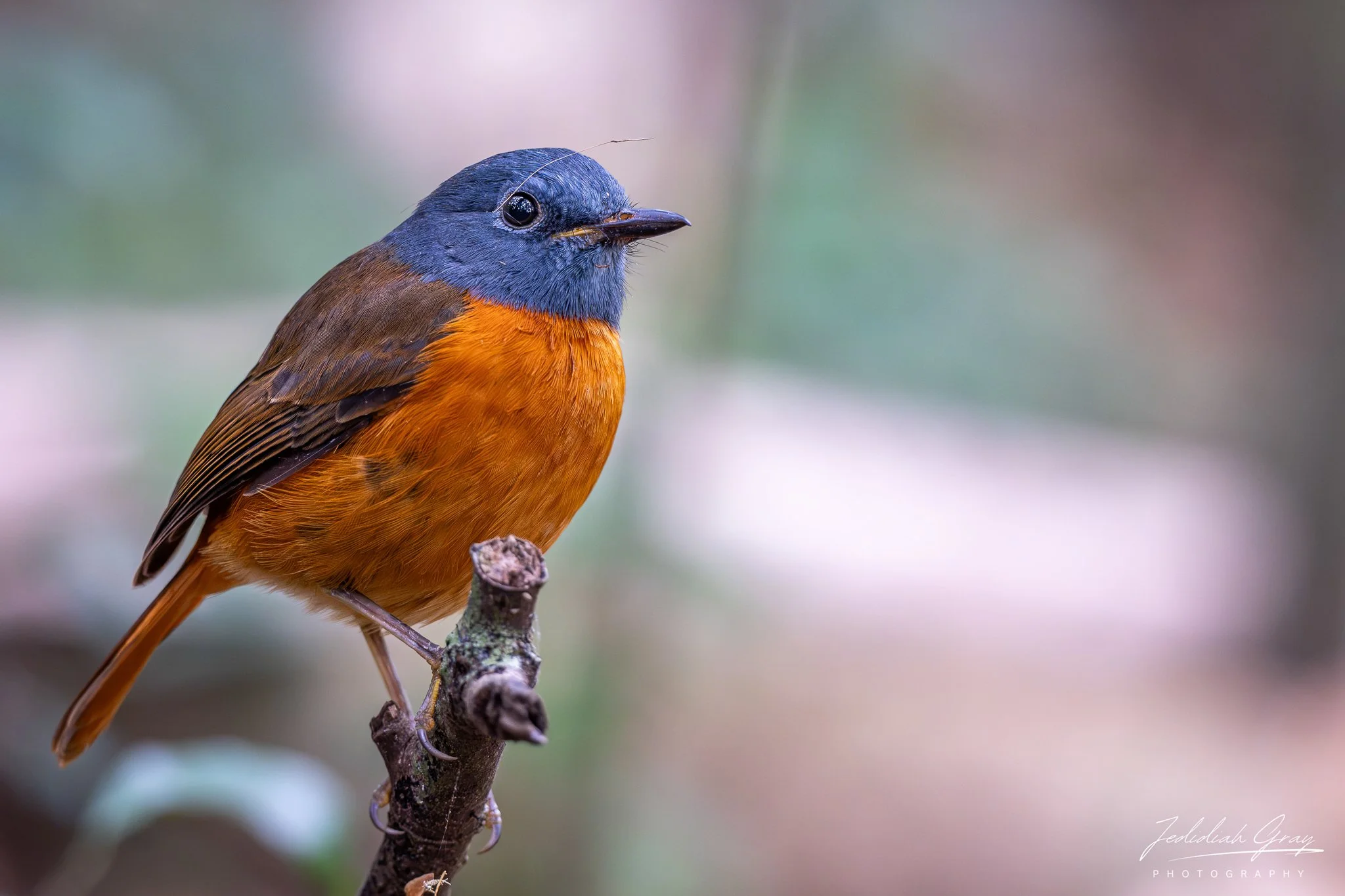 Amber Mountain Rock-Thrush