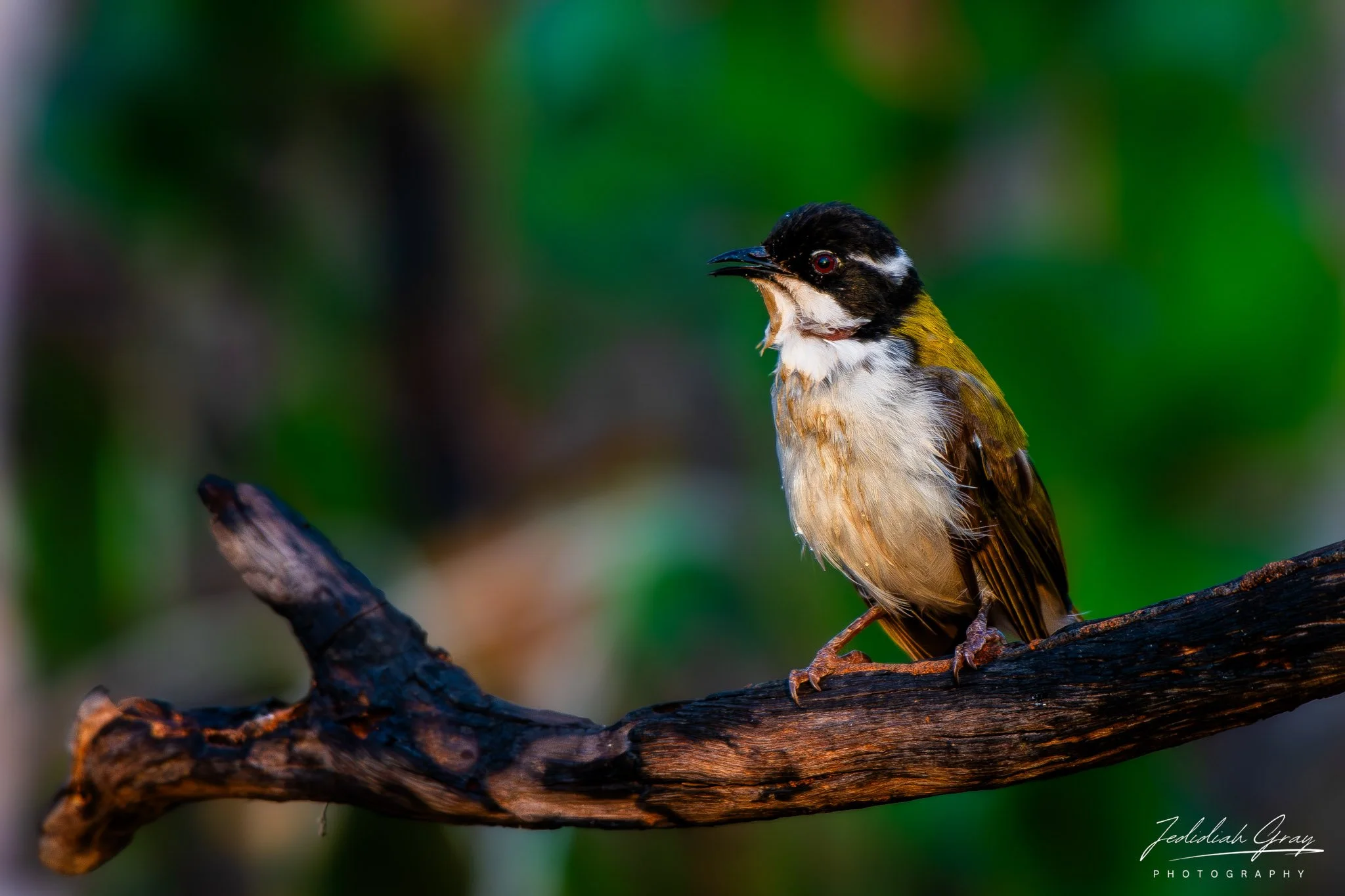 White-throated Honeyeater, Northern Territory, Australia