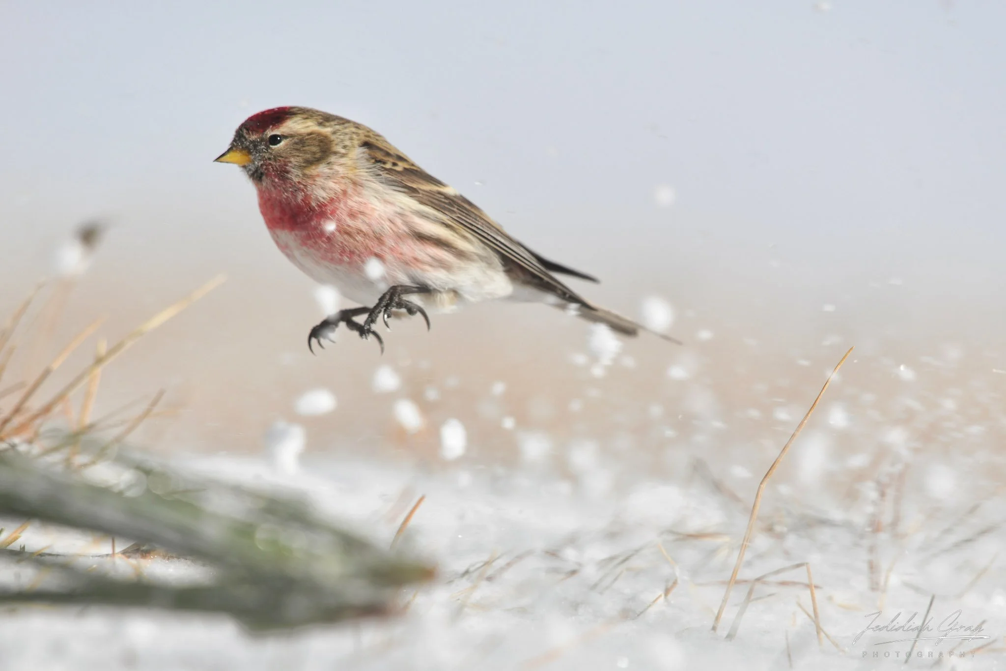 jedidiah-gray_vermont-common-redpoll_03.jpg