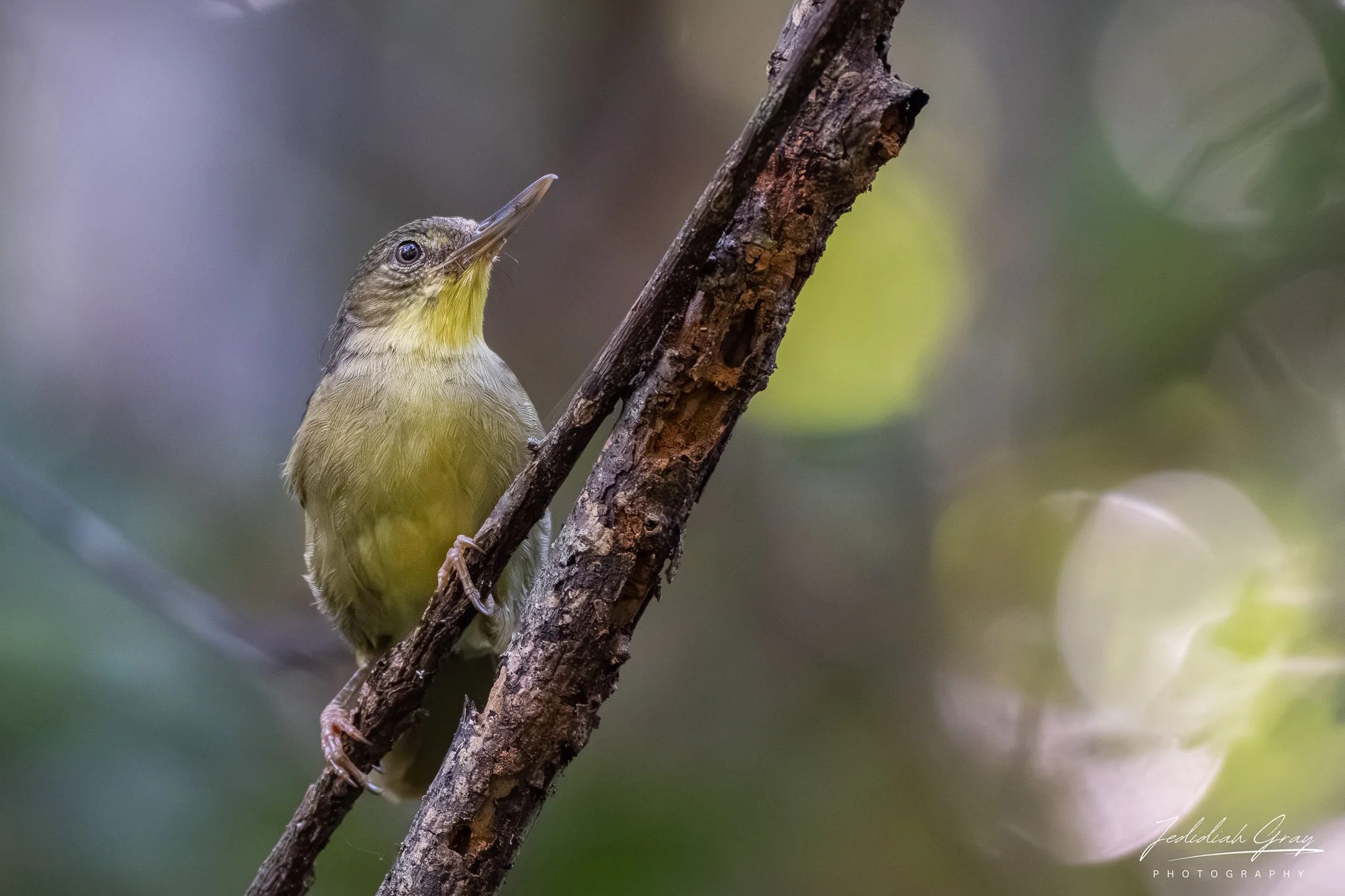 Long-billed Bernieria