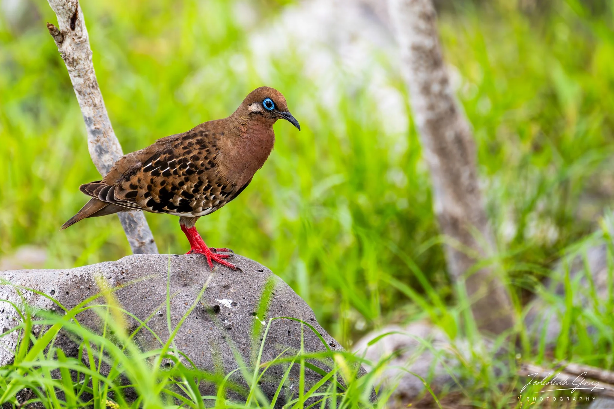 Galapagos Dove, Galapagos, Ecuador