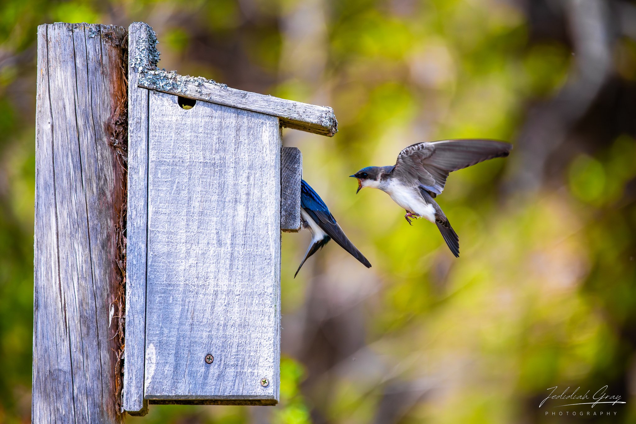 jedidiah-gray_vermont-tree-swallow-nest_01.jpg