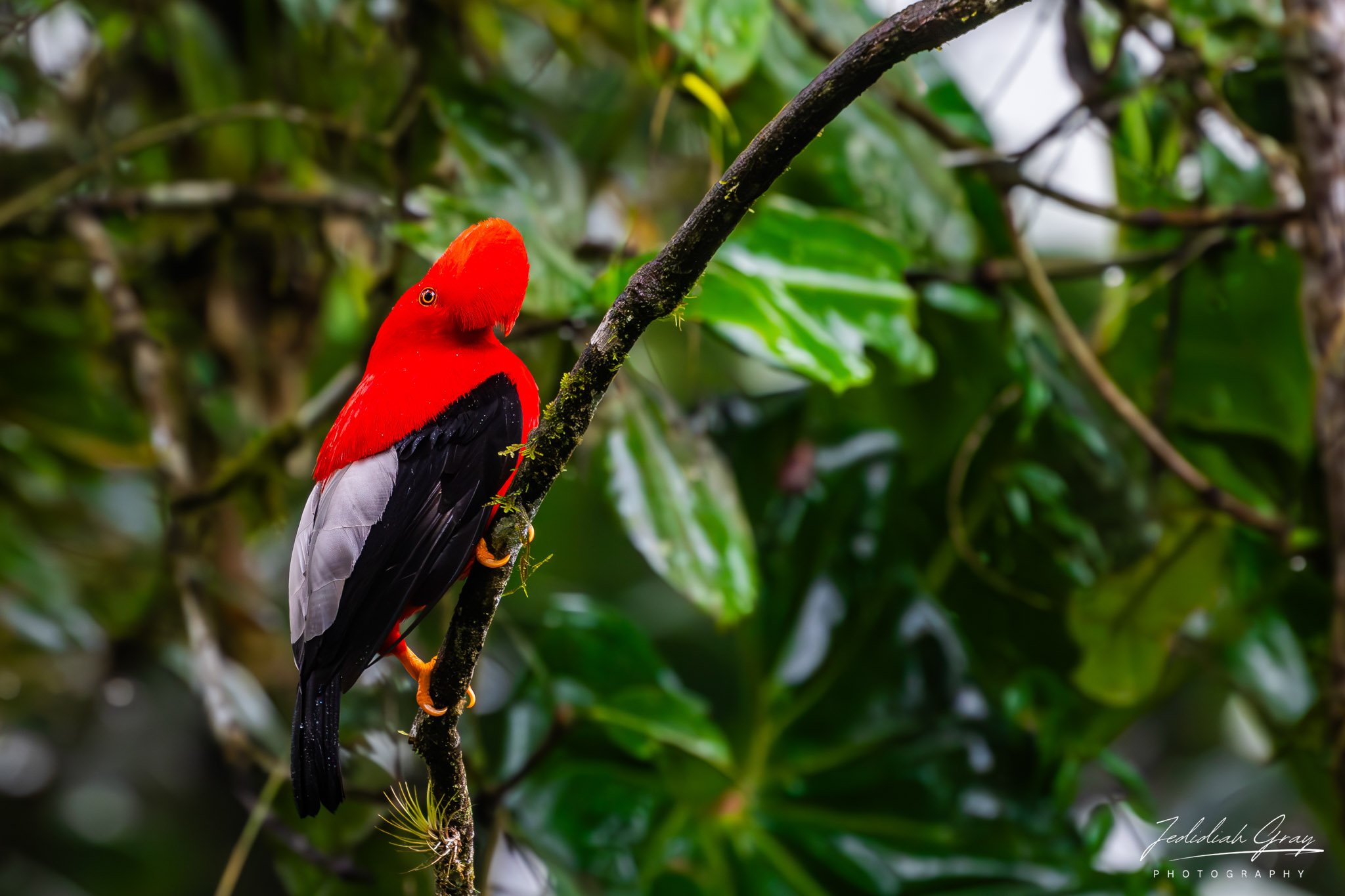 Andean Cock-of-the-Rock, Ecuador