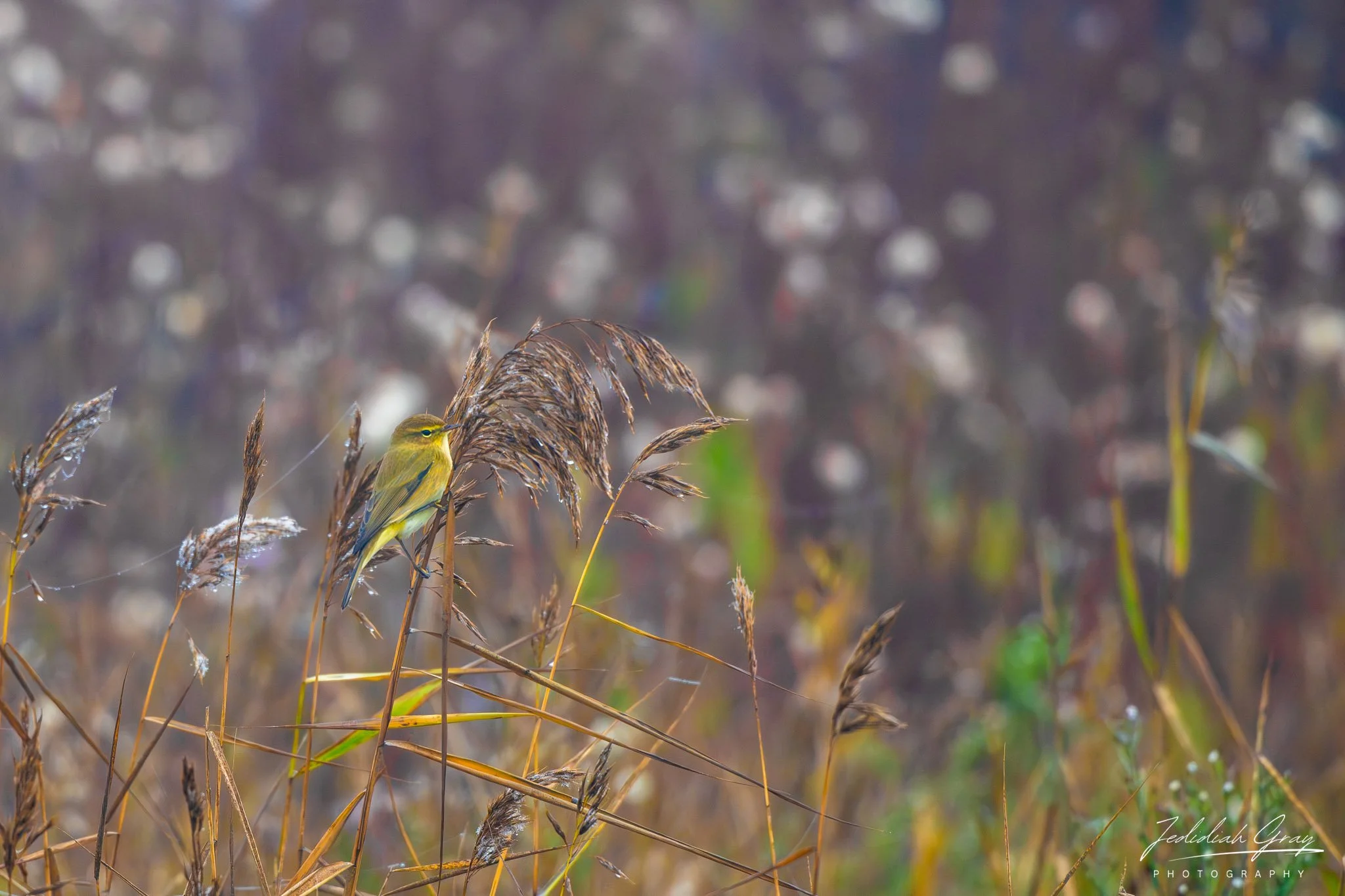Common Chiffchaff, Portugal
