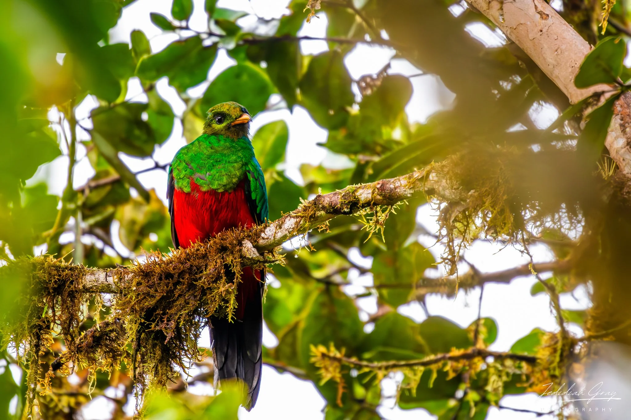Golden-headed Quetzal, Ecuador
