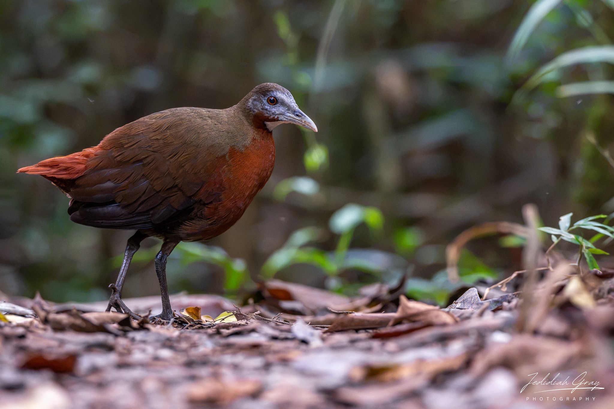 Madagascar Forest Rail