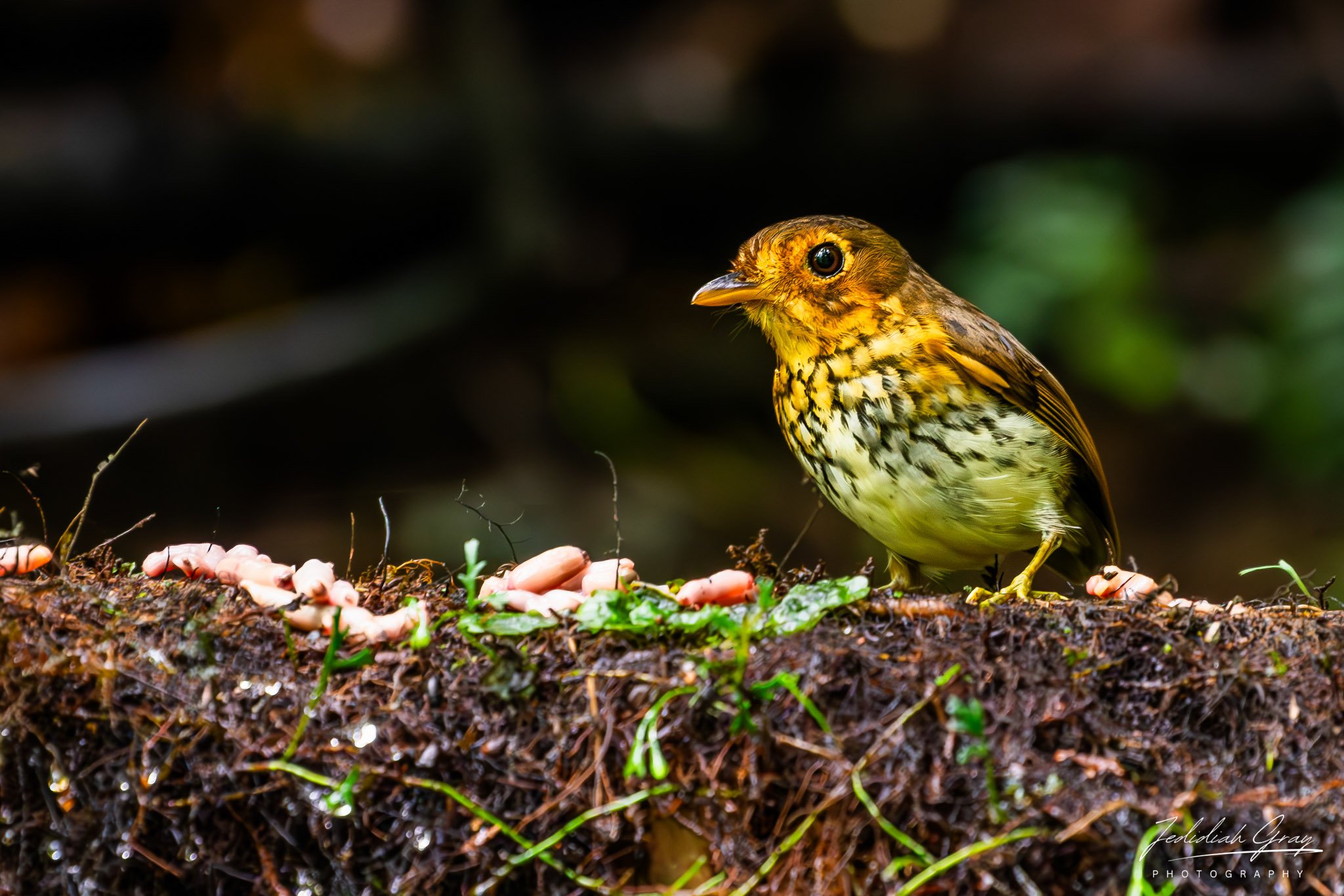 Ochre-breasted Antpitta, Ecuador