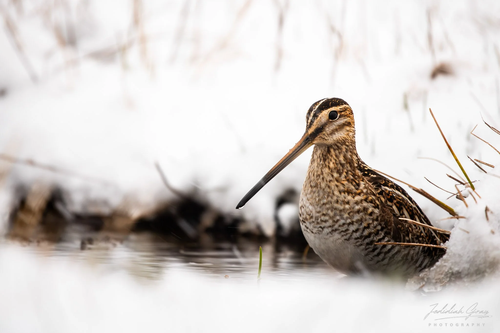 jedidiah-gray_vermont-wilson's-snipe-snow_01.jpg