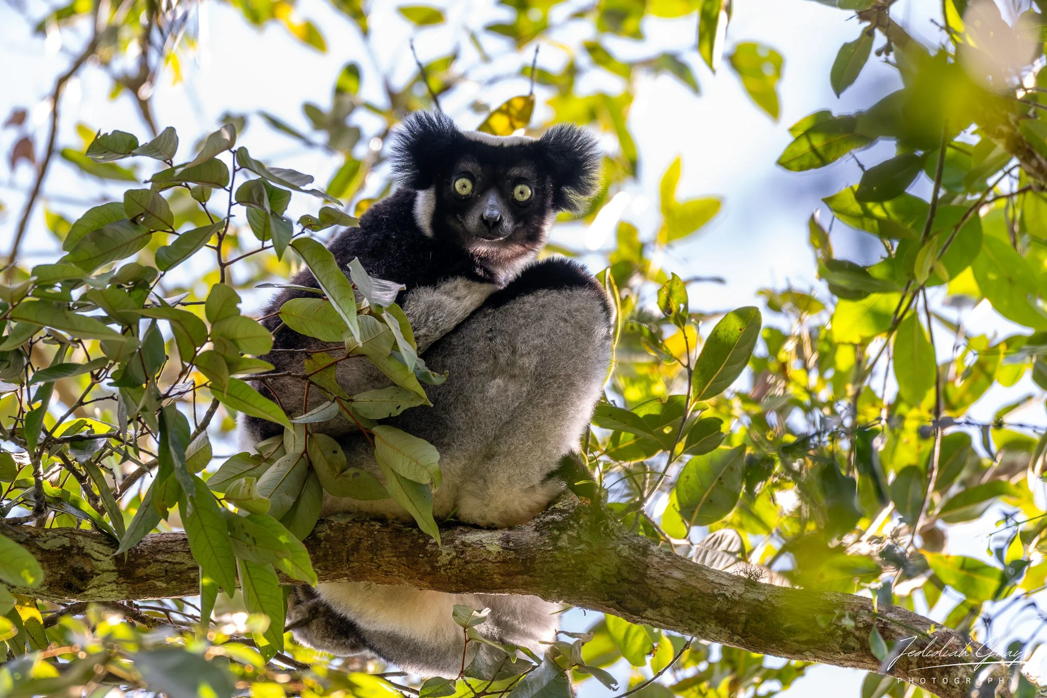 Madagascar