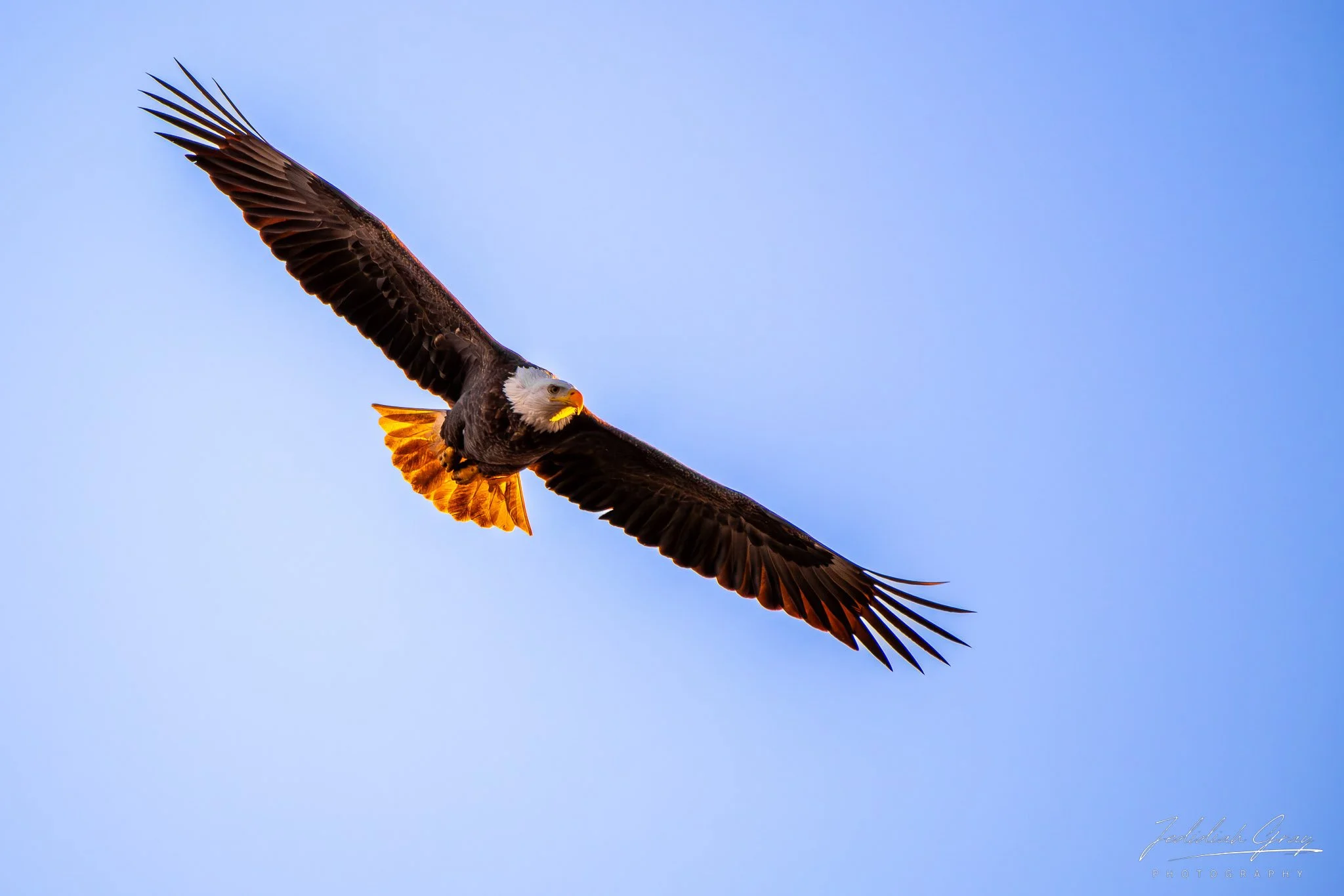 jedidiah-gray_maryland-bald-eagle-flight_01.jpg