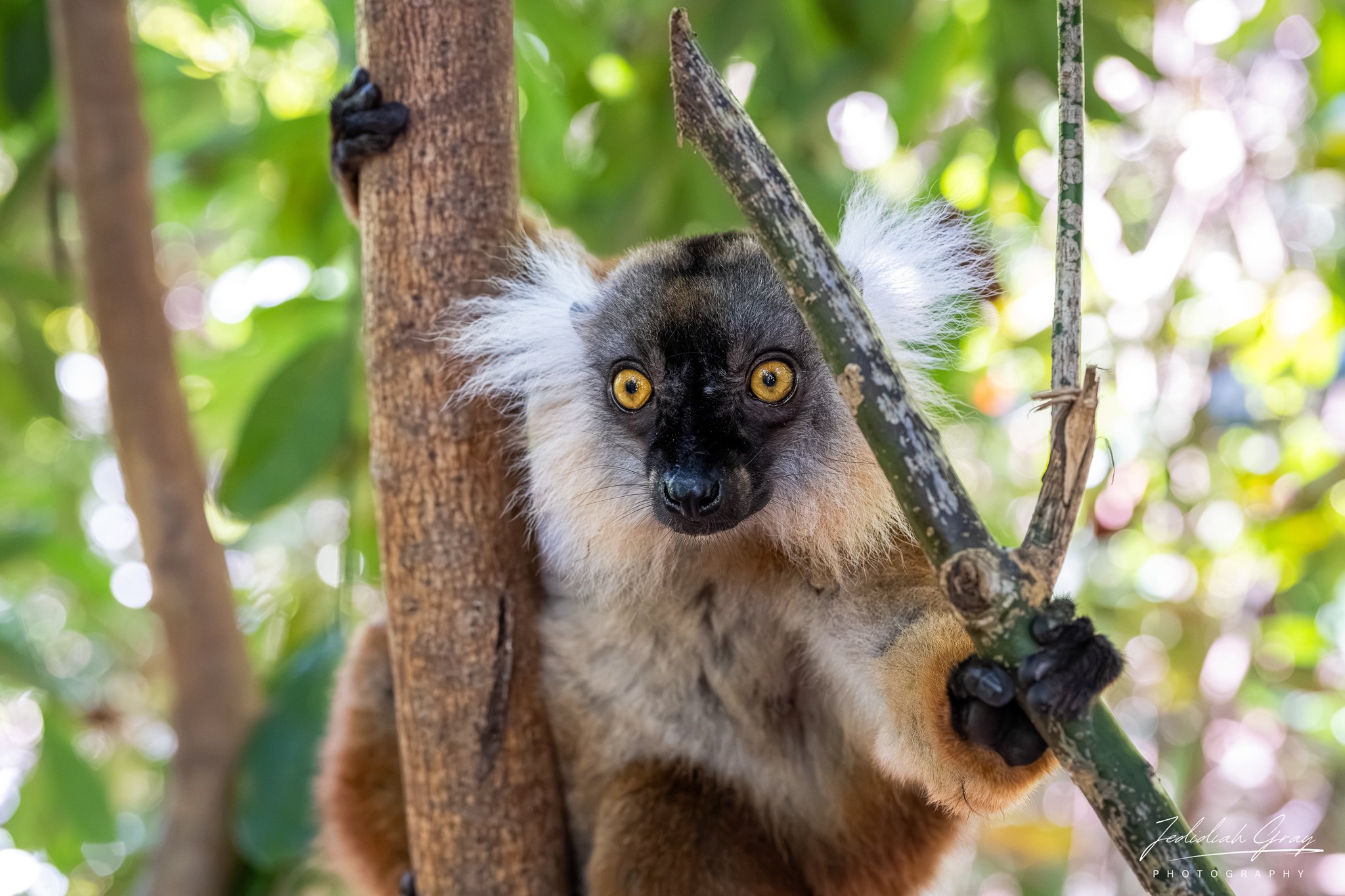 Brown Lemur