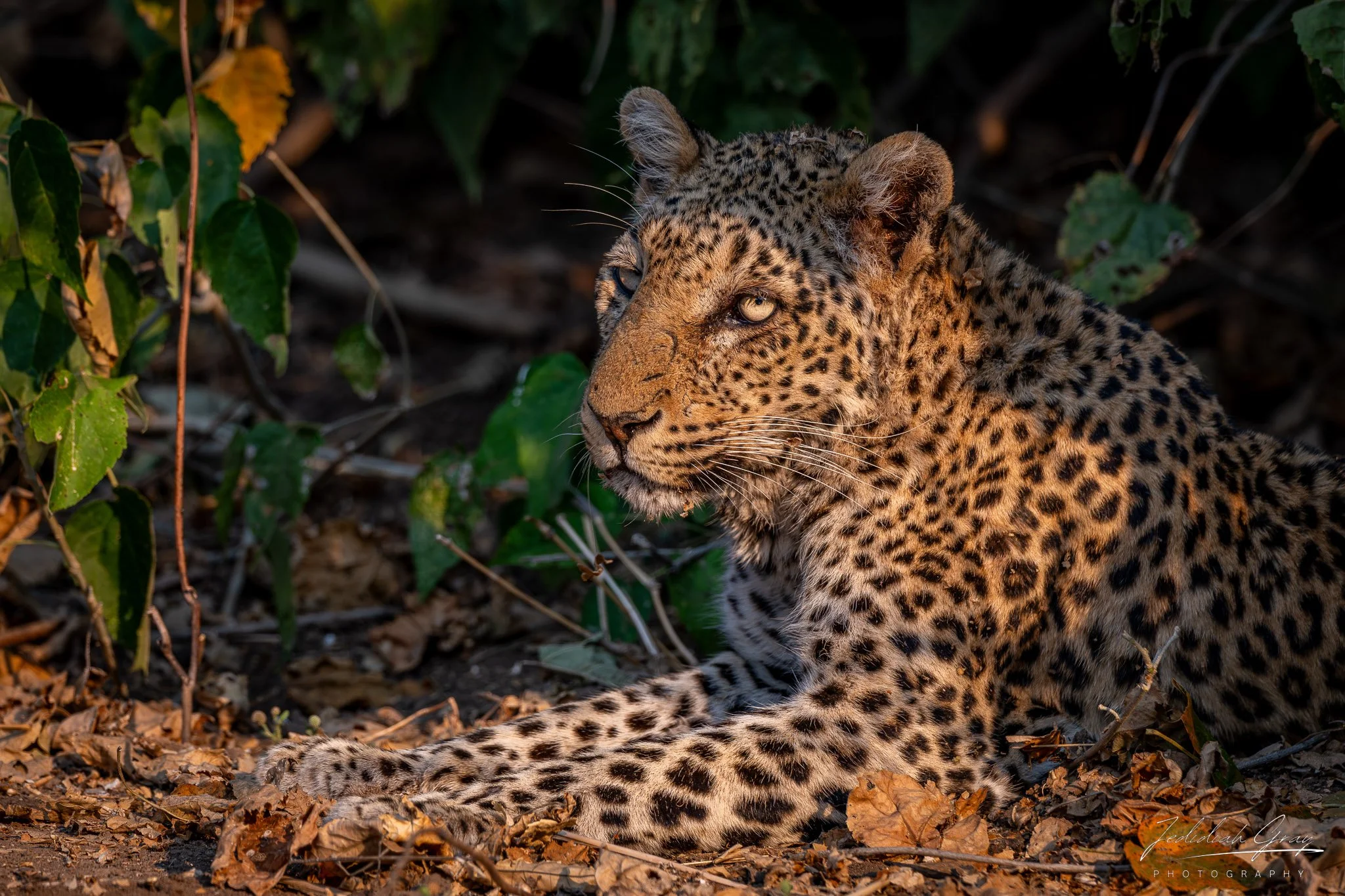 jedidiah-gray_zambia-leopard_01.jpg