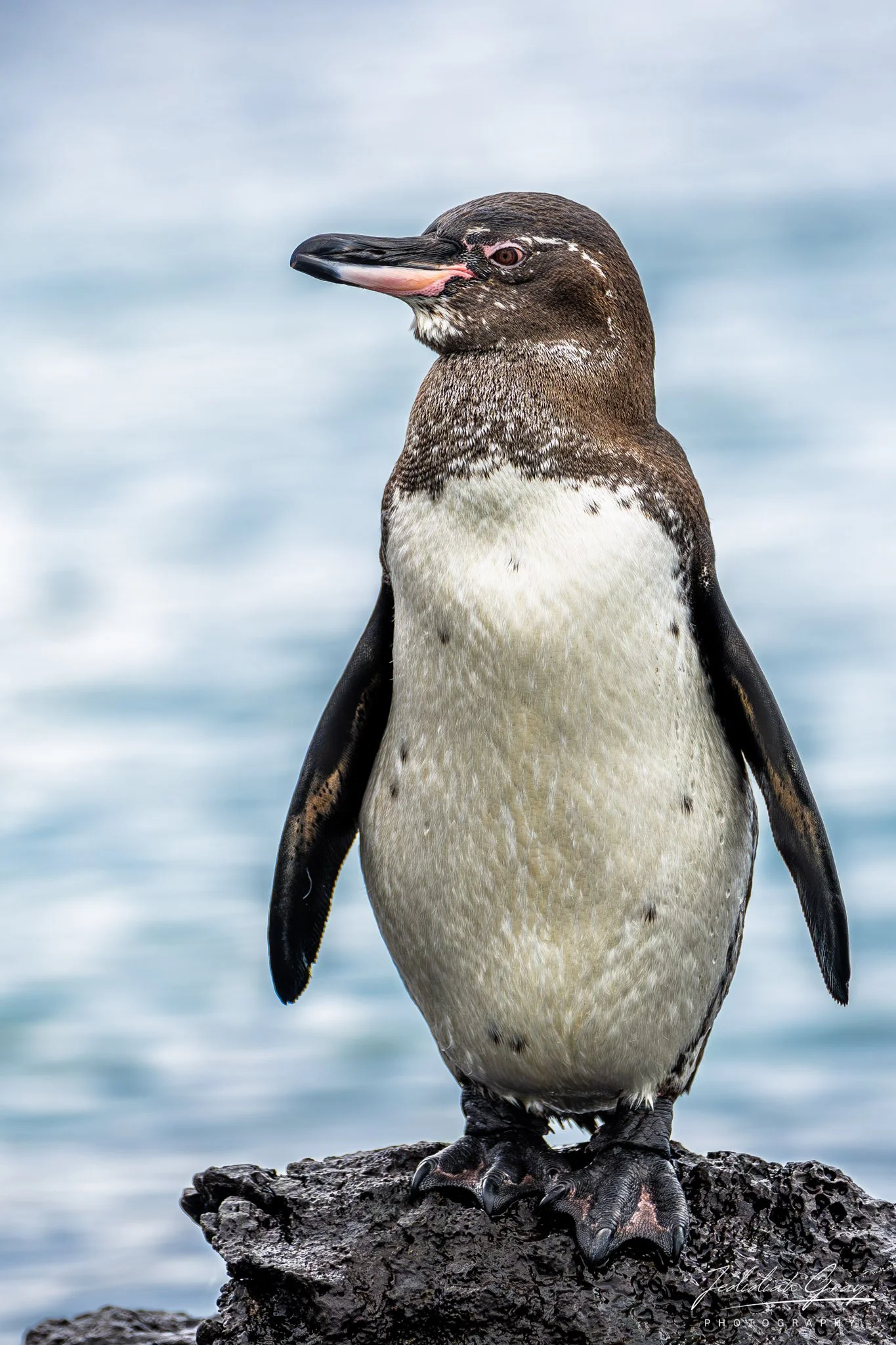 Galapagos Penguin, Galapagos, Ecuador