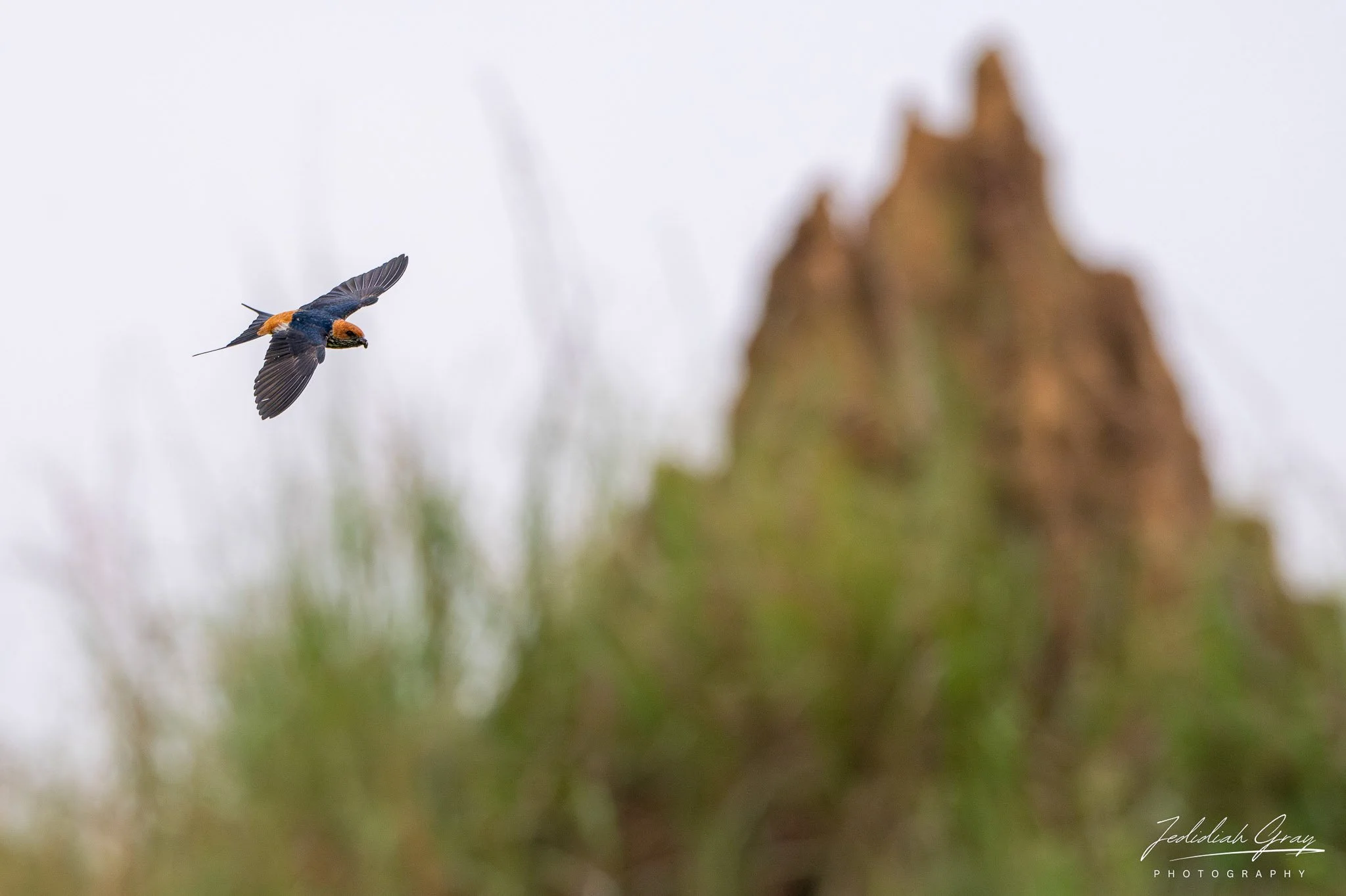 Lesser Striped Swallow flying around termite mounds 