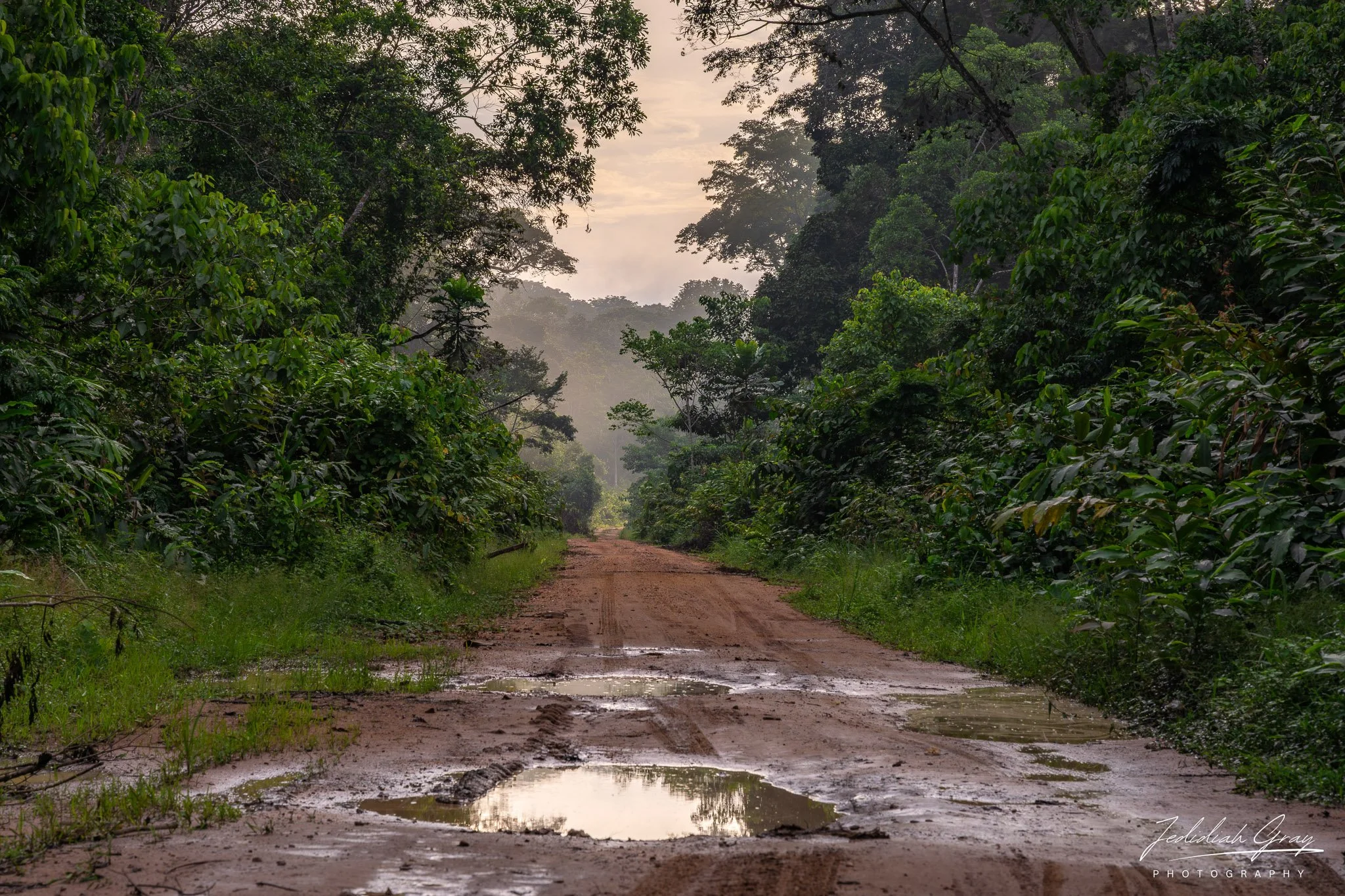 The "road to Gabon" cuts through dense rainforest leading to Gabon