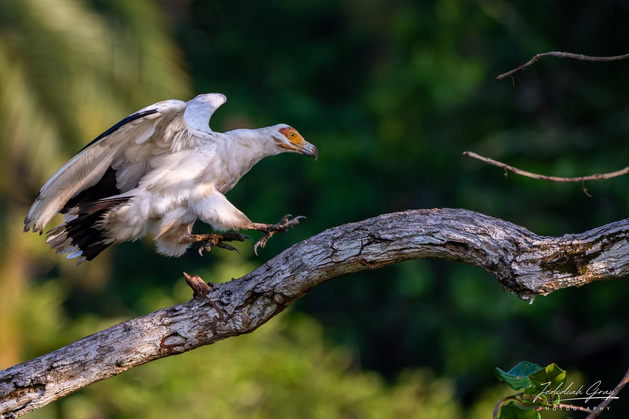 Palm-nut Vulture