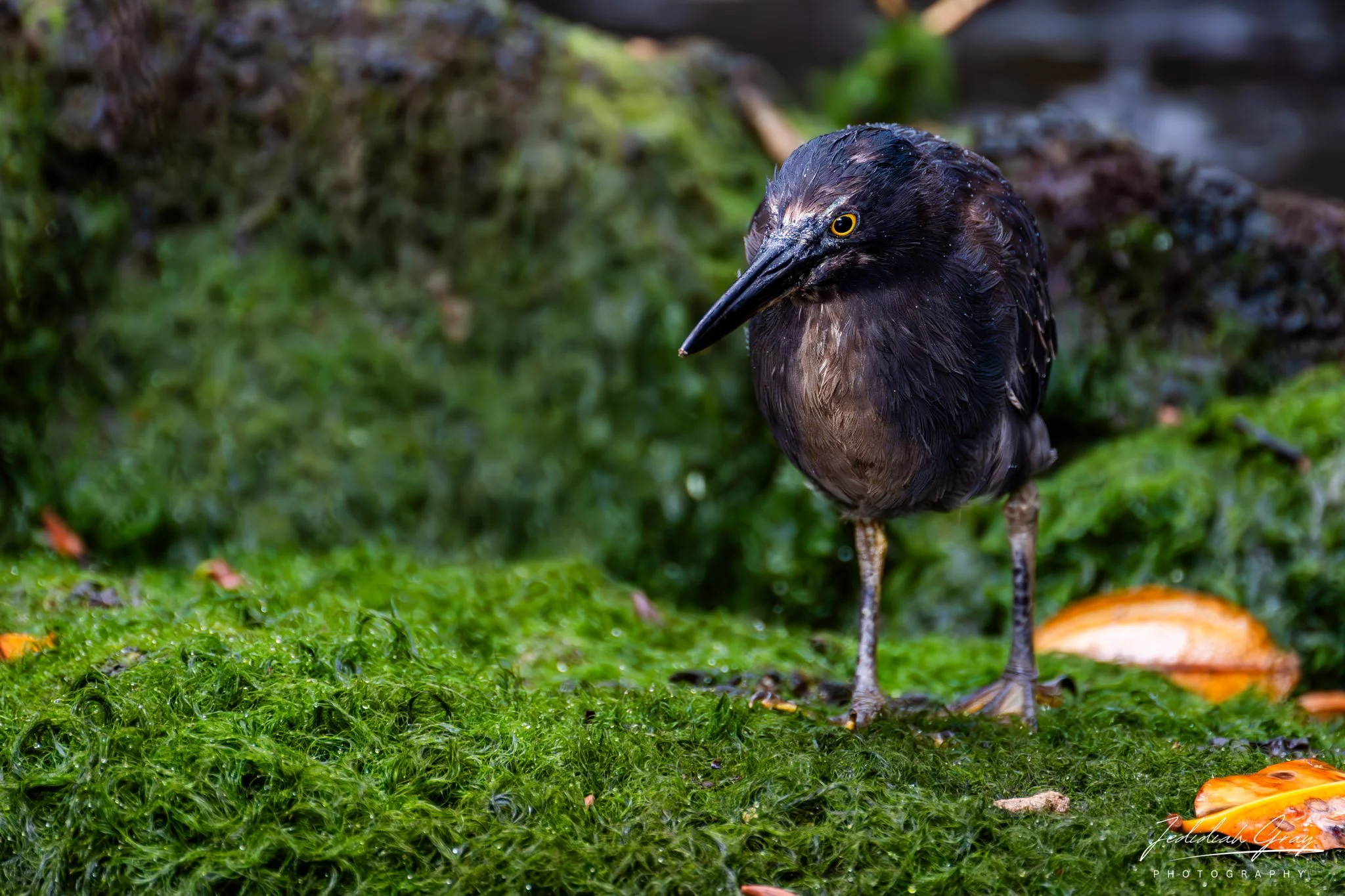 Lava Heron, Galapagos, Ecuador