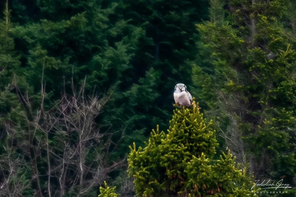 Northern Hawk-Owl, New Hampshire, USA