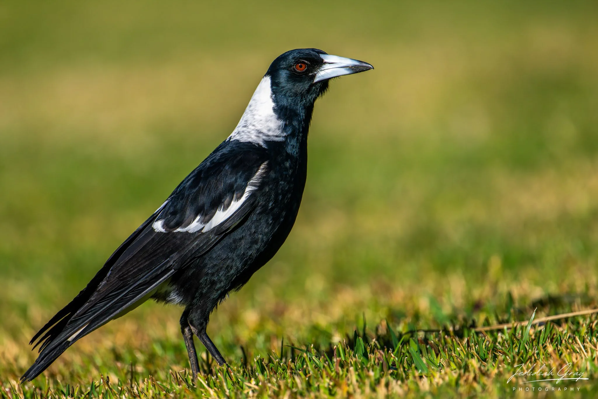Australian Magpie, New South Wales, Australia