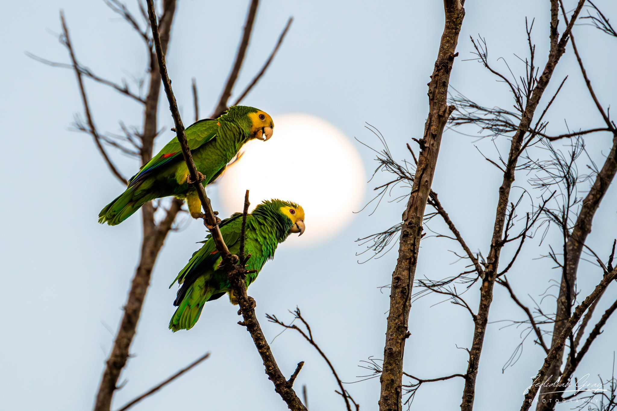 Yellow-shouldered Parrot, Bonaire