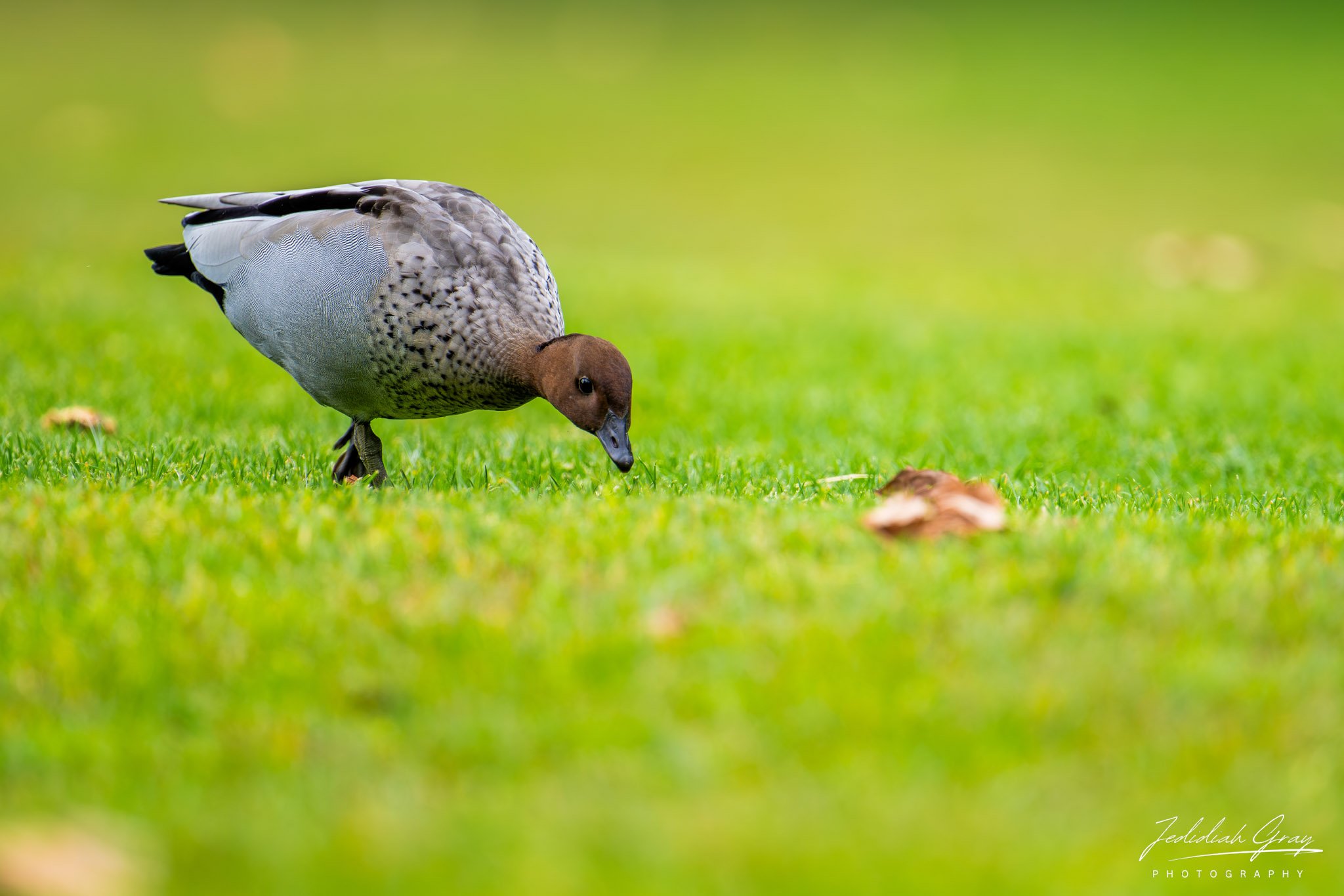 Maned Duck, New South Wales, Australia