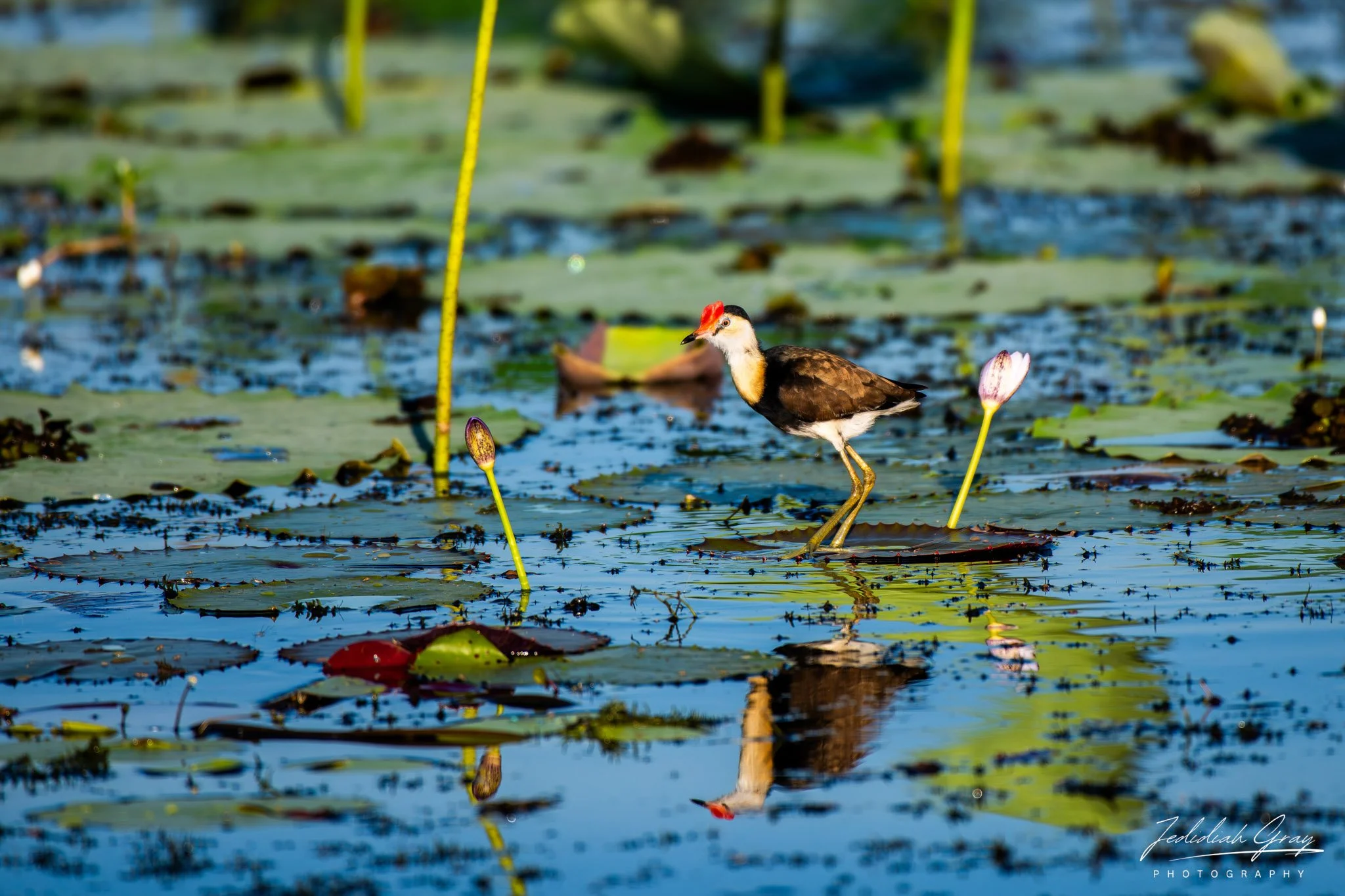 Comb-crested Jacana, Northern Territory, Australia