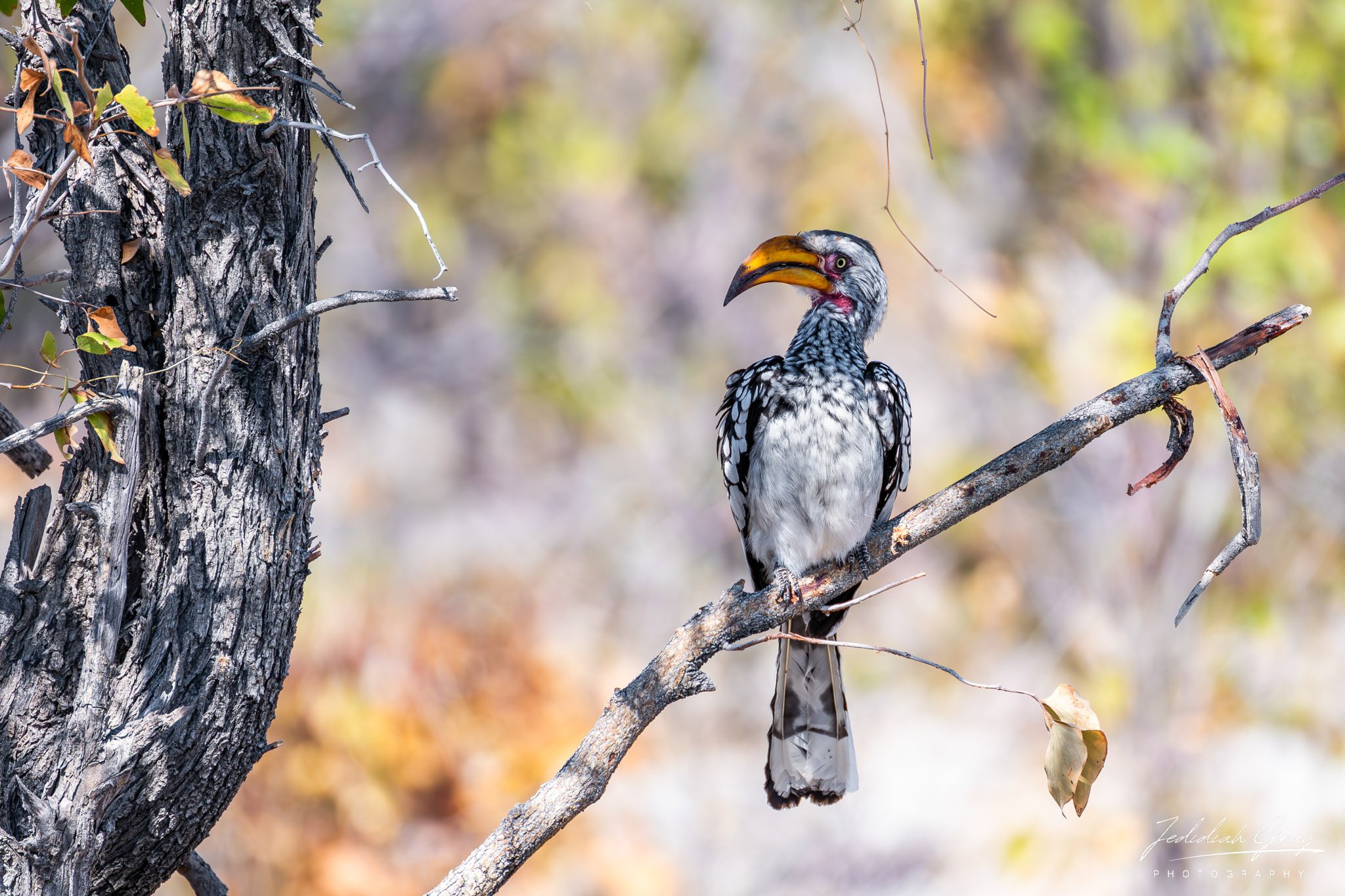 DSC_4727-Enhanced-NR.jpg