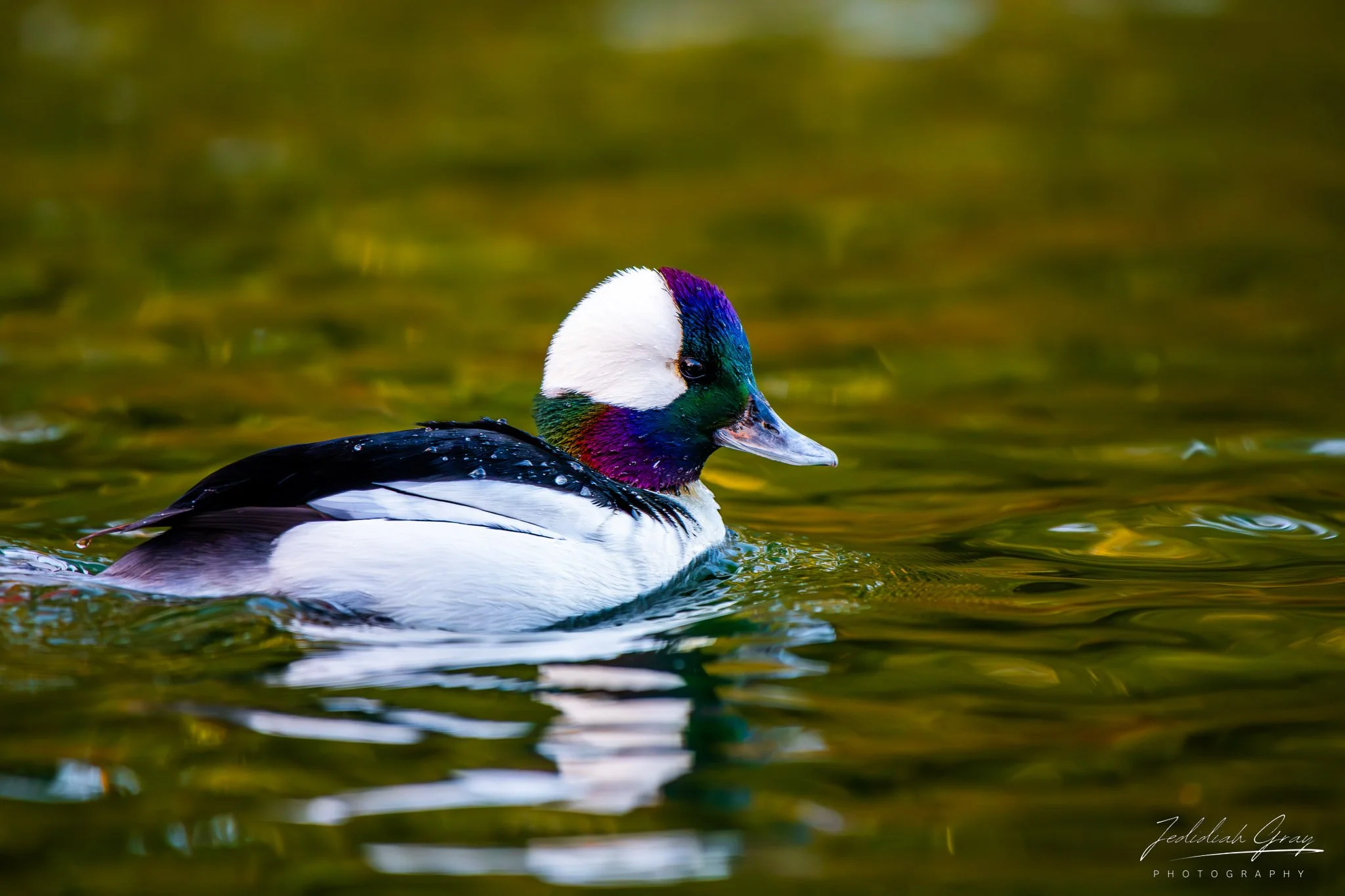 jedidiah-gray_california-bufflehead_01.jpg