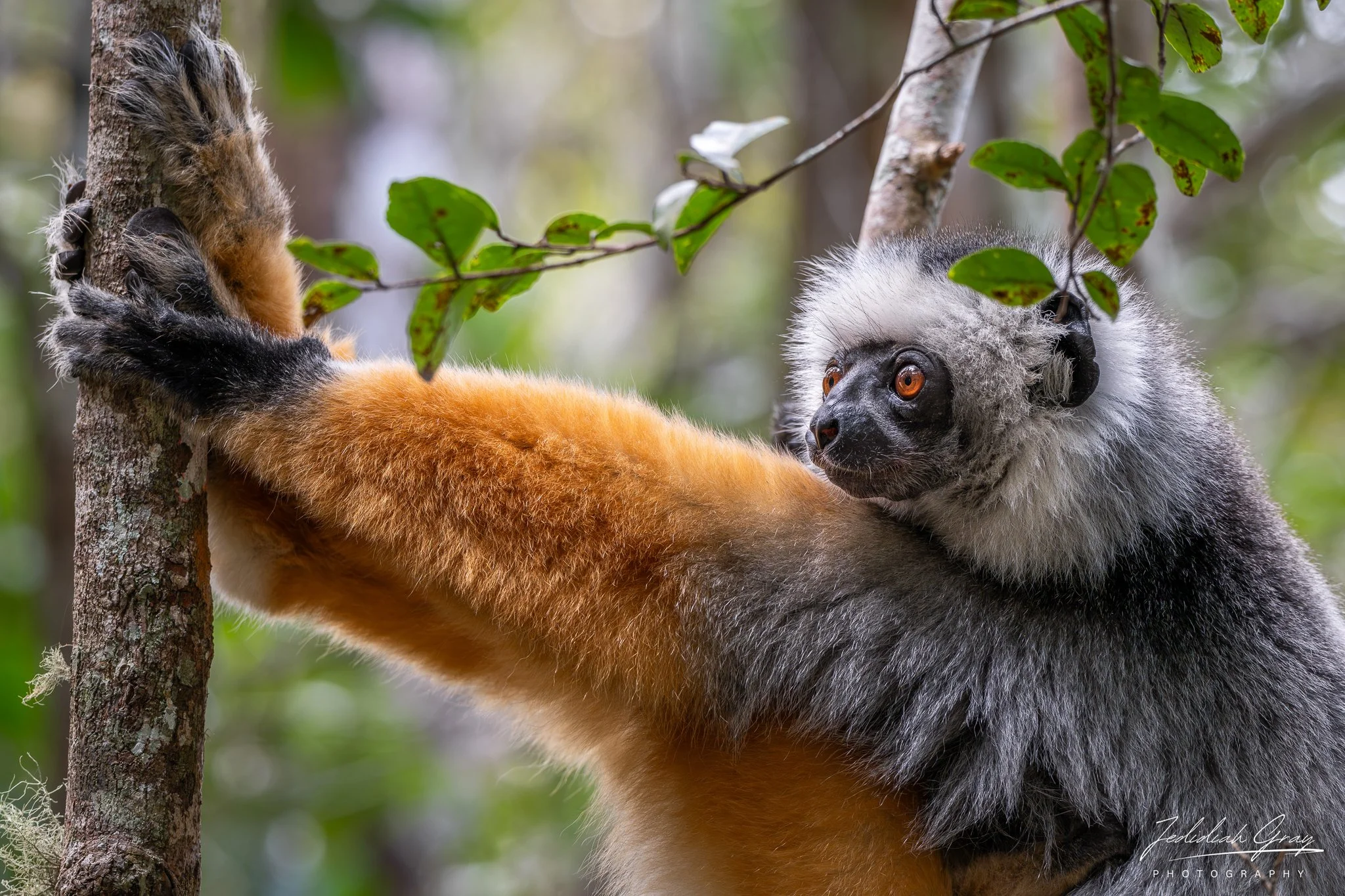 Sifaka lemur