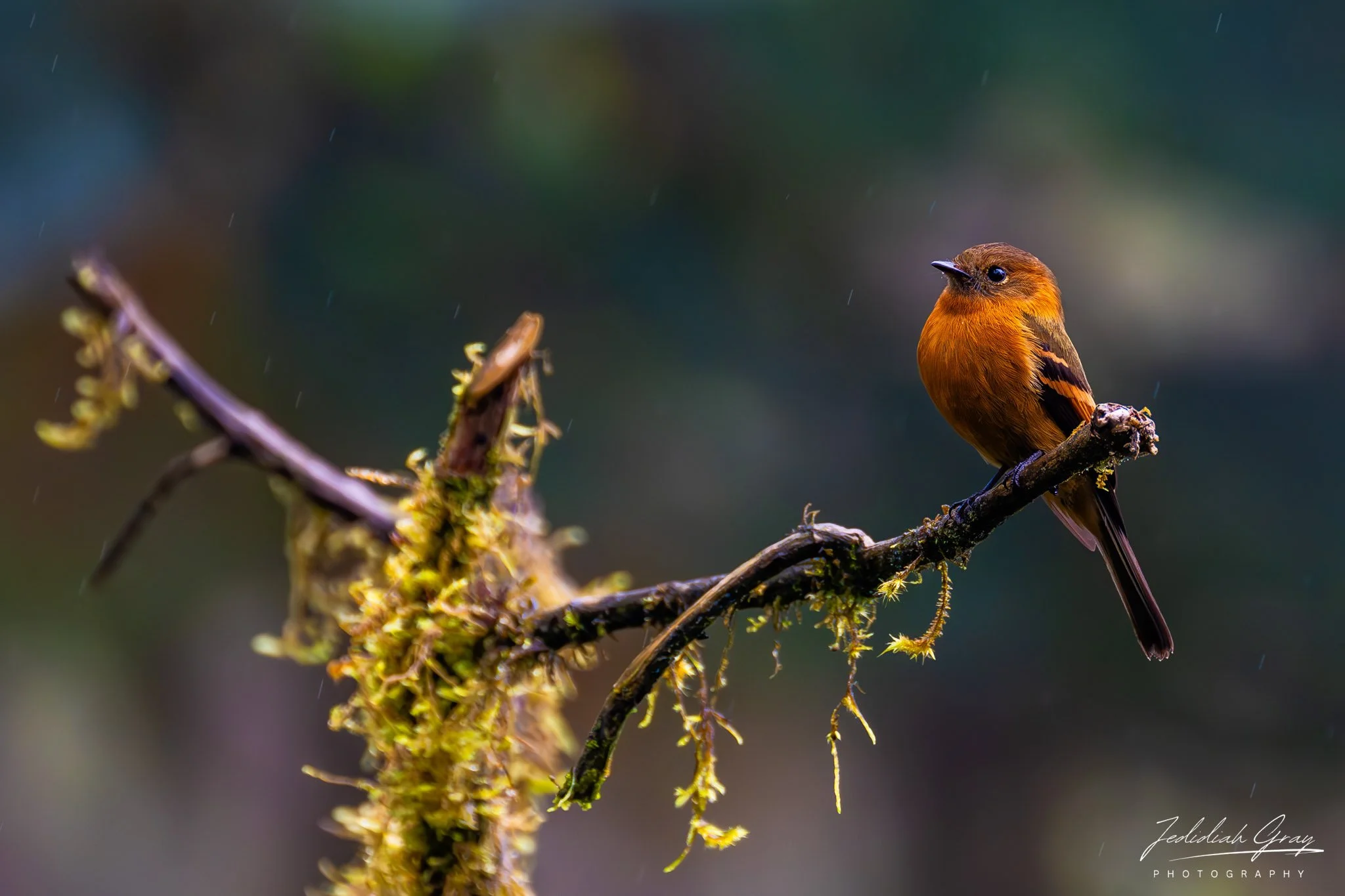 Cinnamon Flycatcher, Ecuador