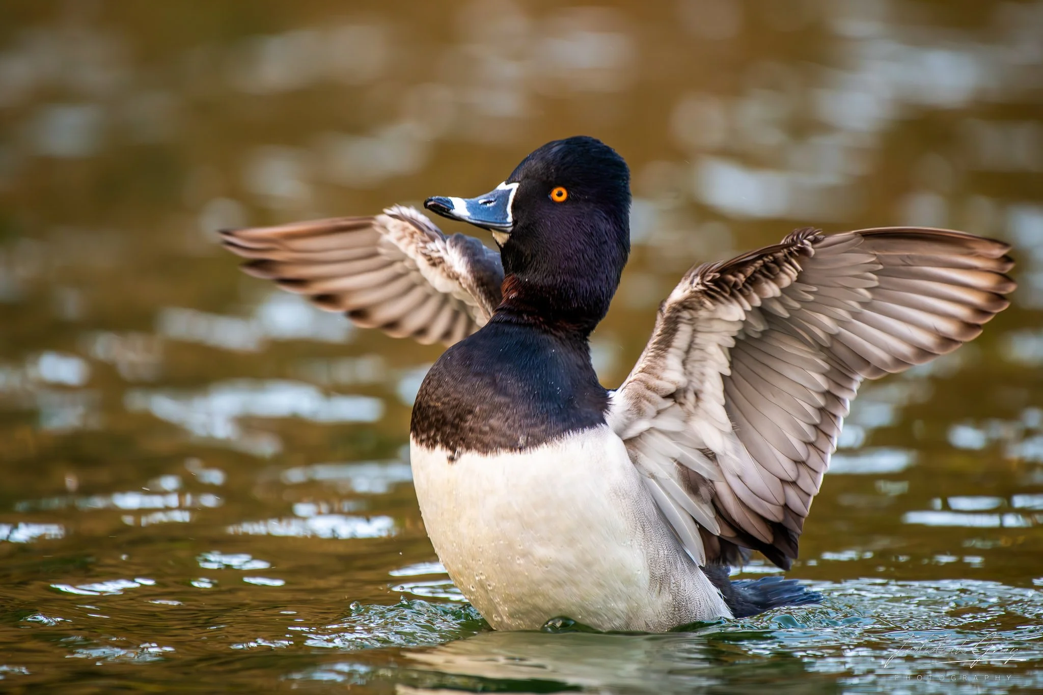 jedidiah-gray_california-ring-necked-duck_01.jpg