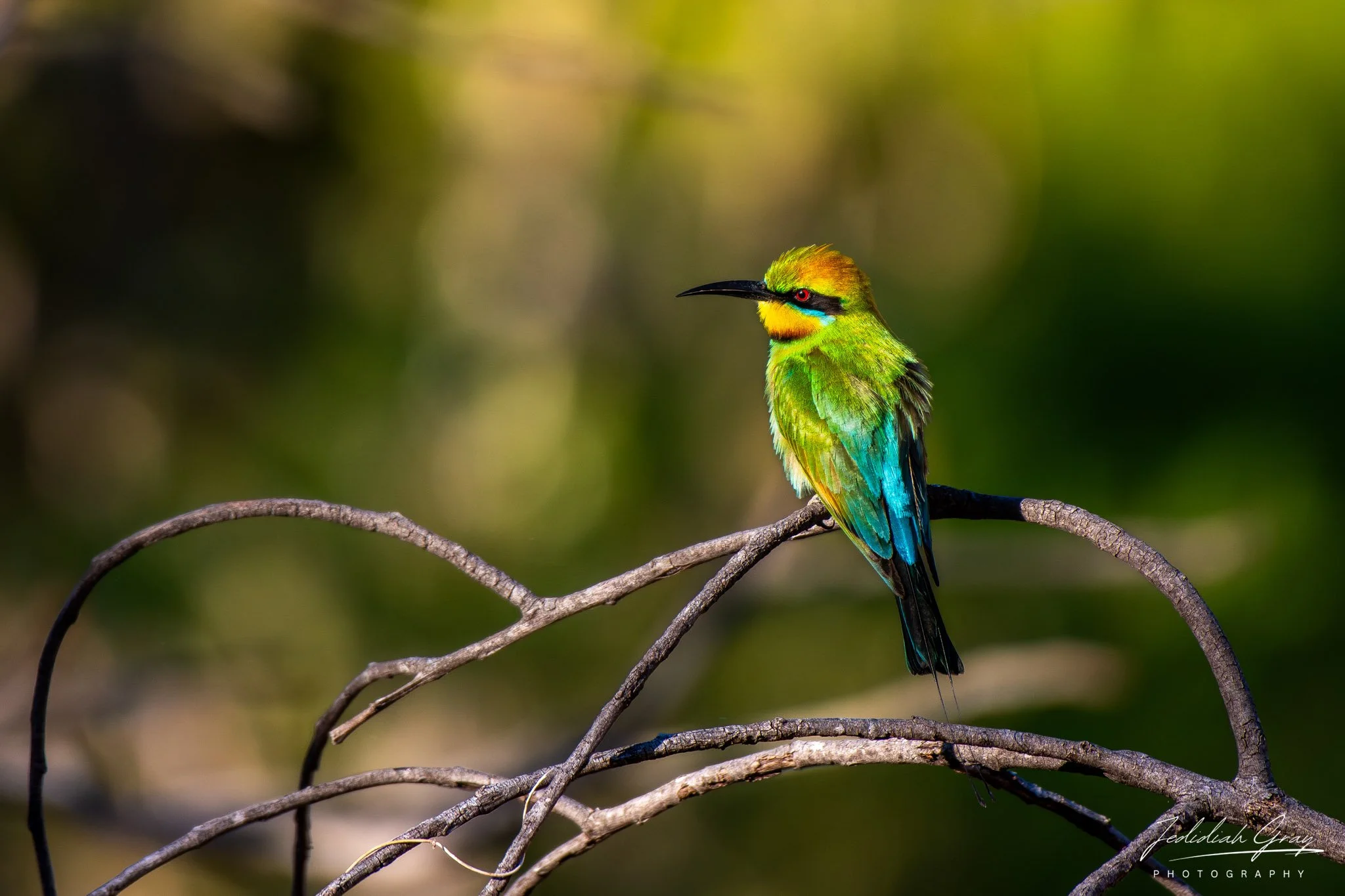 Rainbow Bee-eater, Northern Territory, Australia
