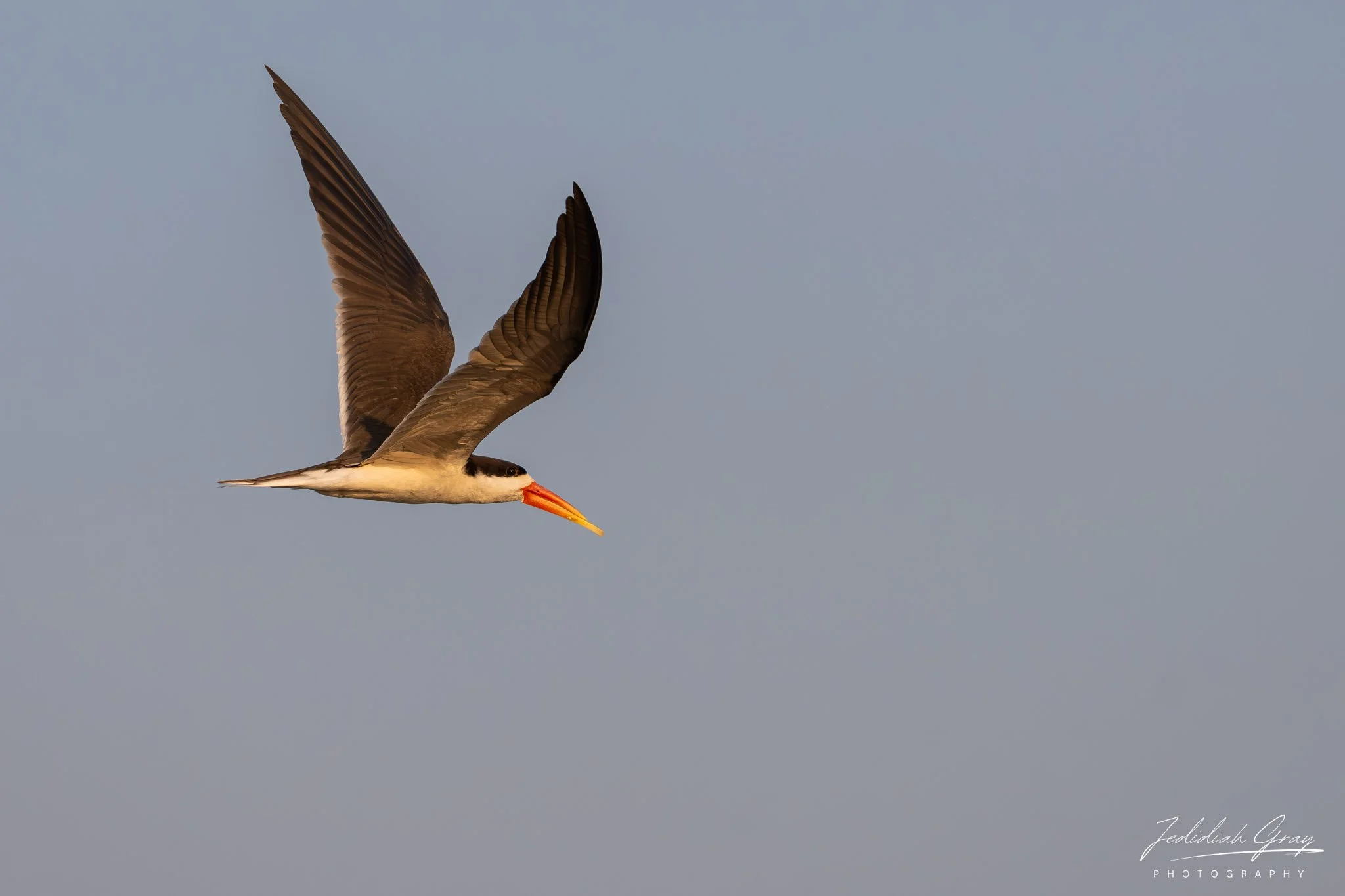DSC_7134.jpg