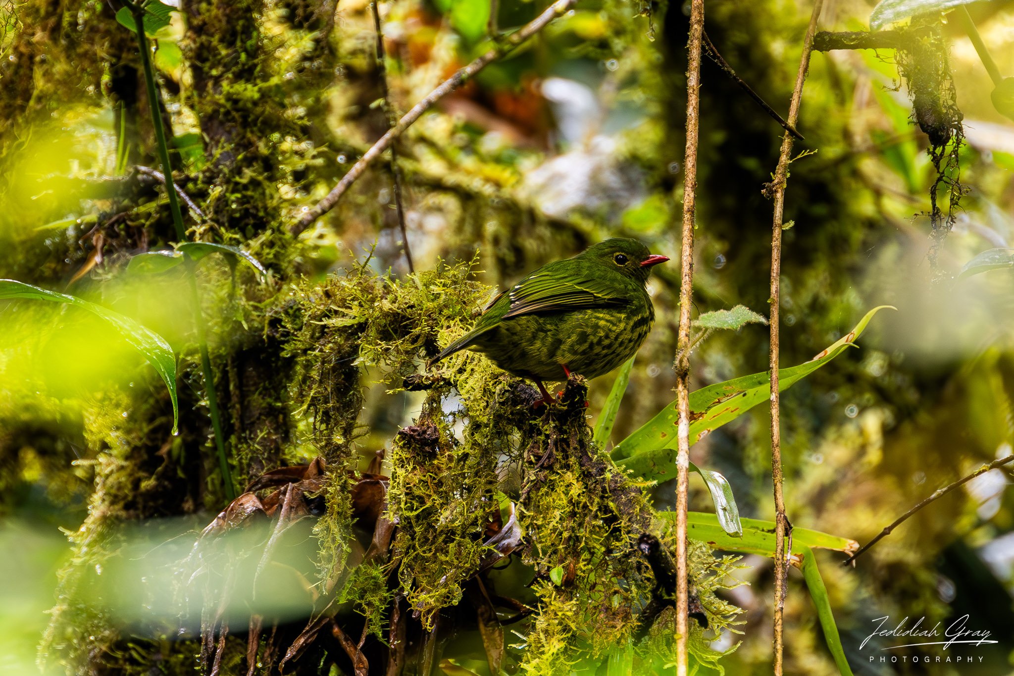 Green-and-black Fruiteater, Ecuador