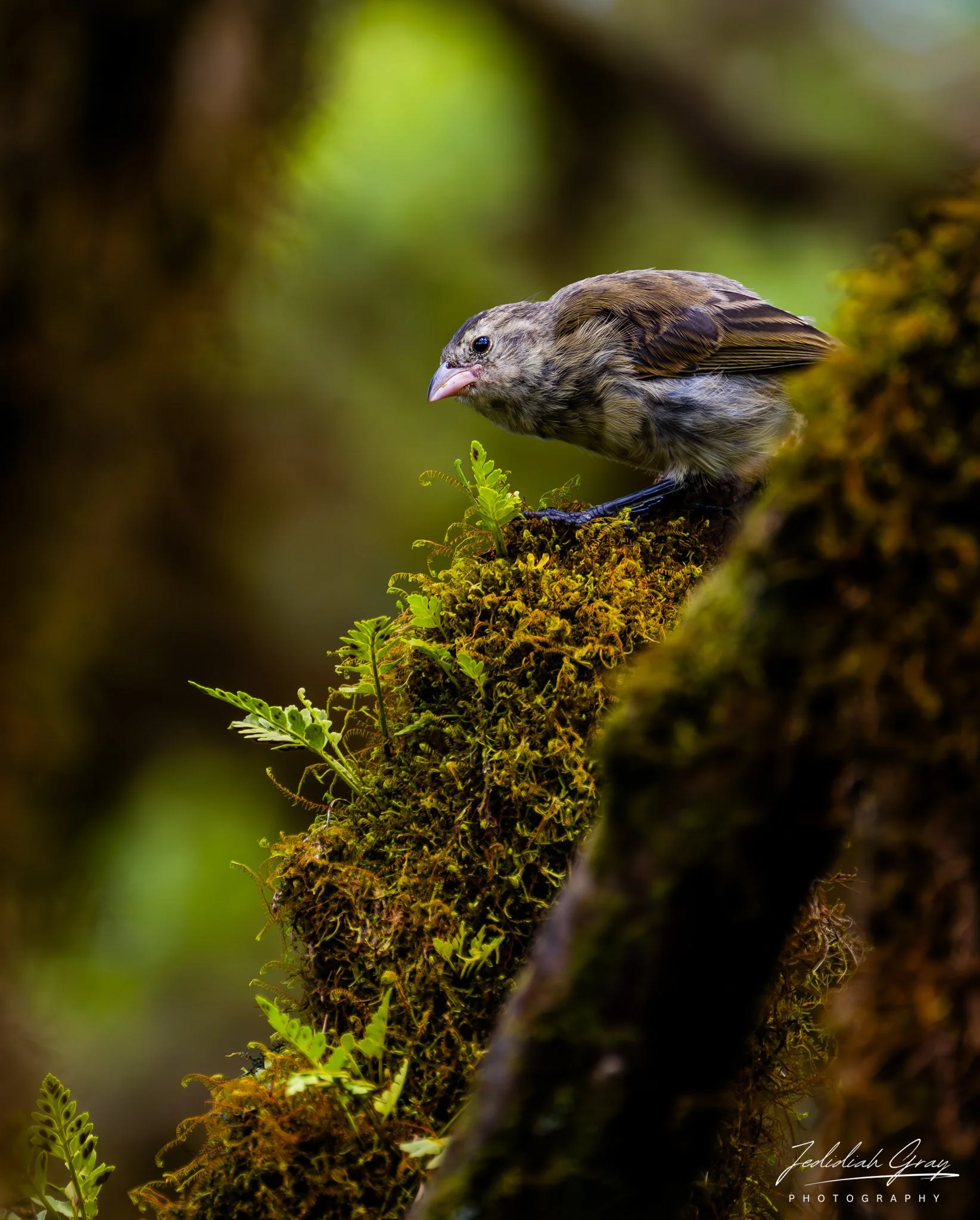 Vegetarian Finch, Galapagos, Ecuador