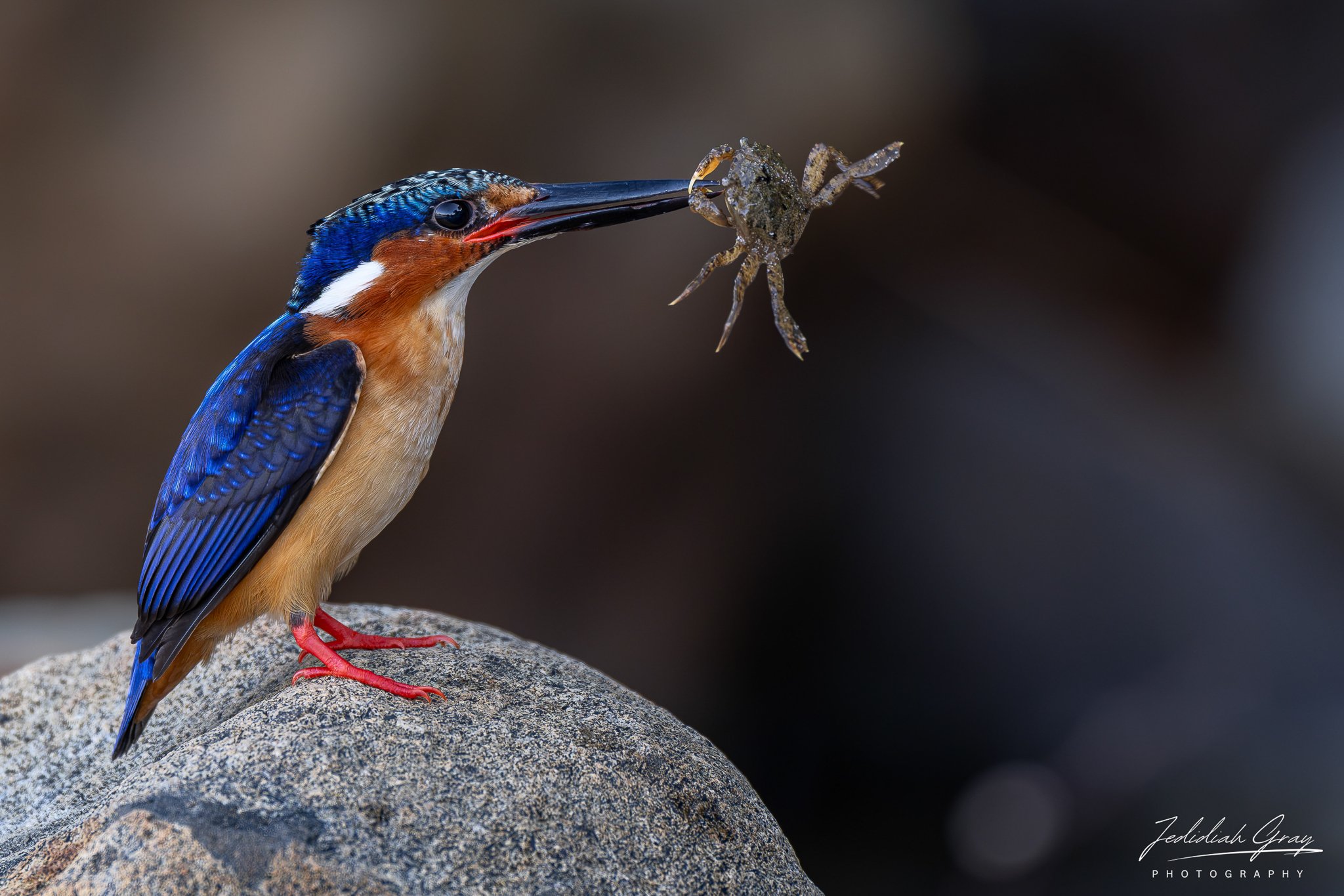 Malagasy Kingfisher with crab